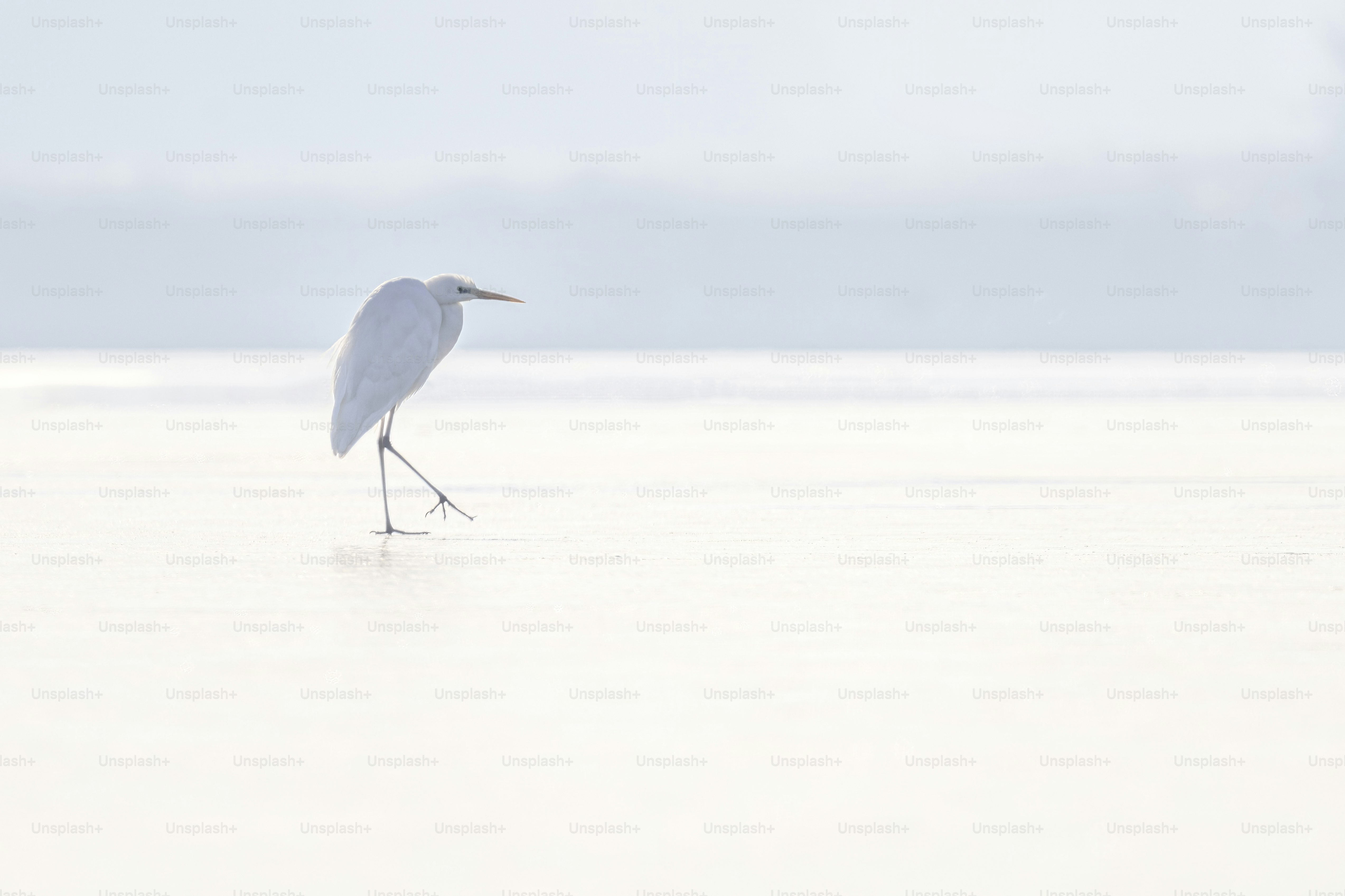 A white bird standing on top of a sandy beach