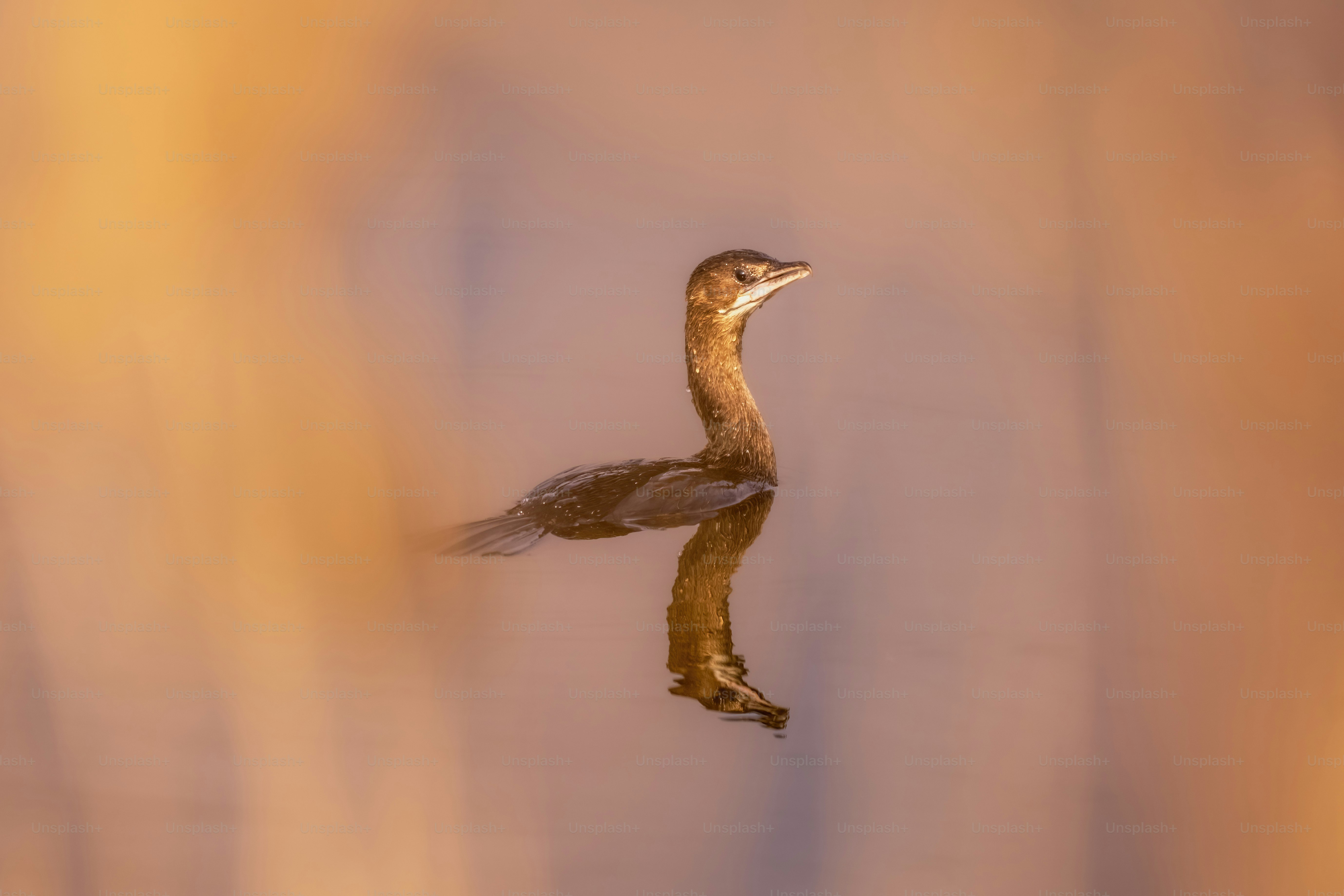 A bird flying through the air with a blurry background