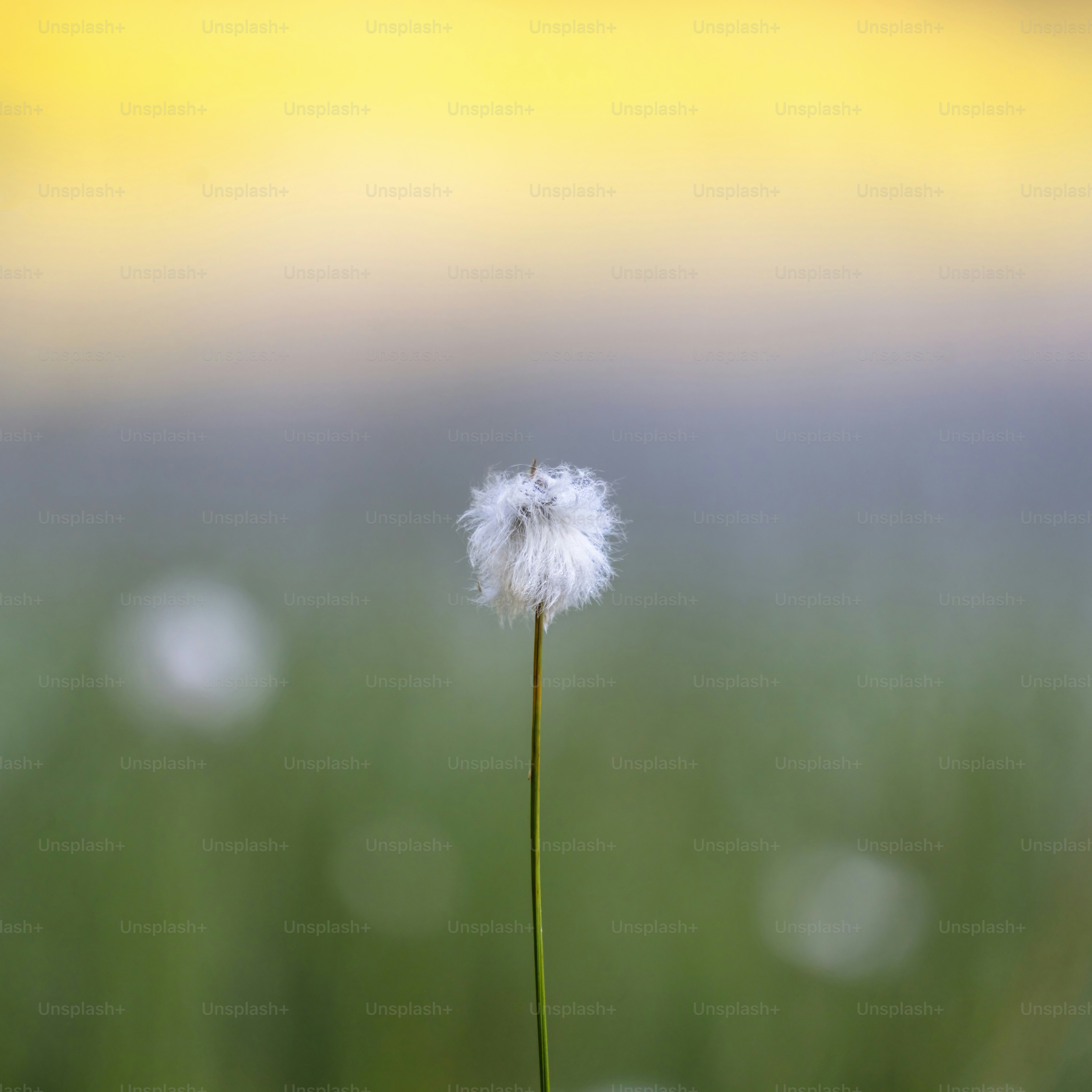A dandelion in the foreground with a blurry background