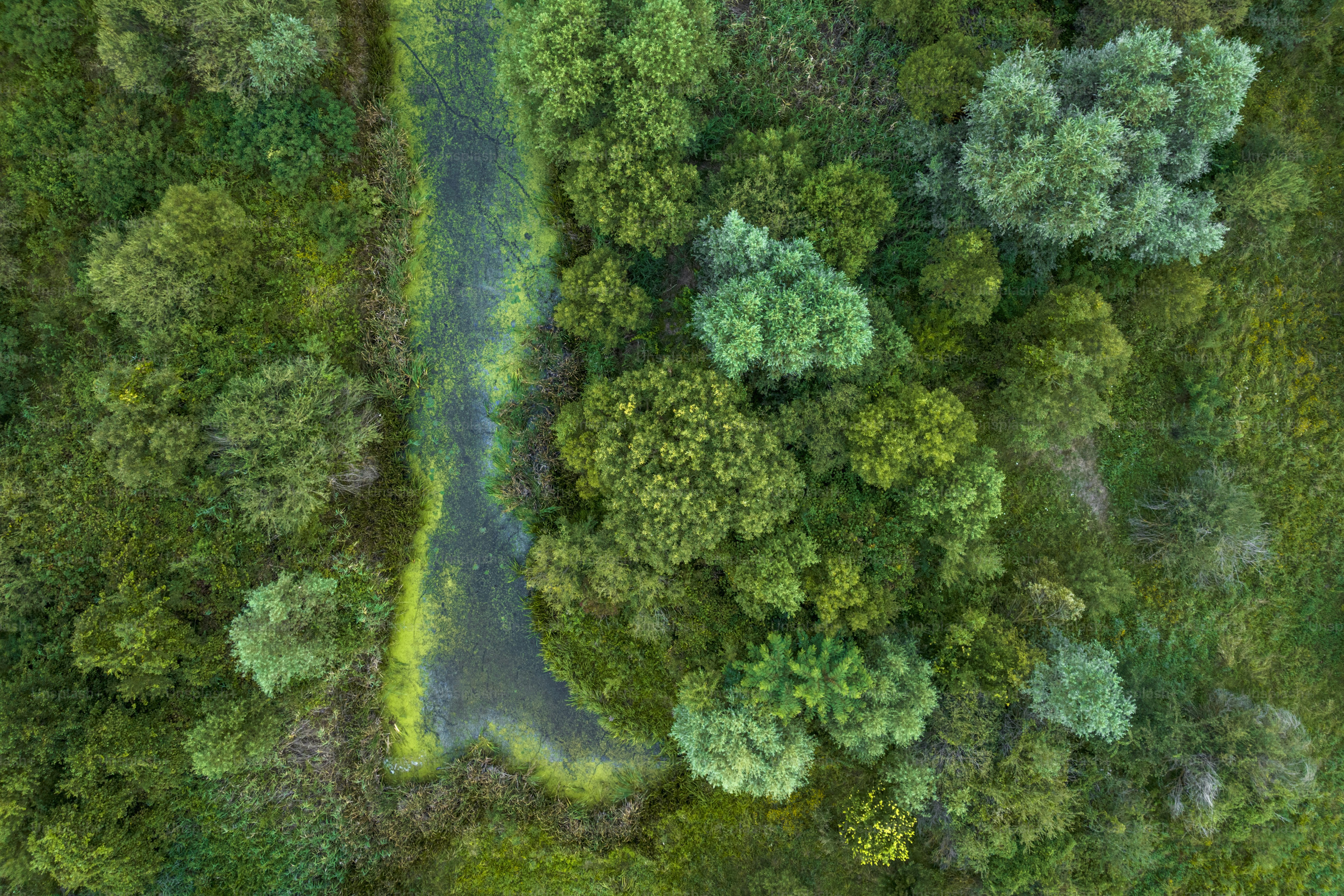 Ein Fluss mitten im Wald aus der Vogelperspektive