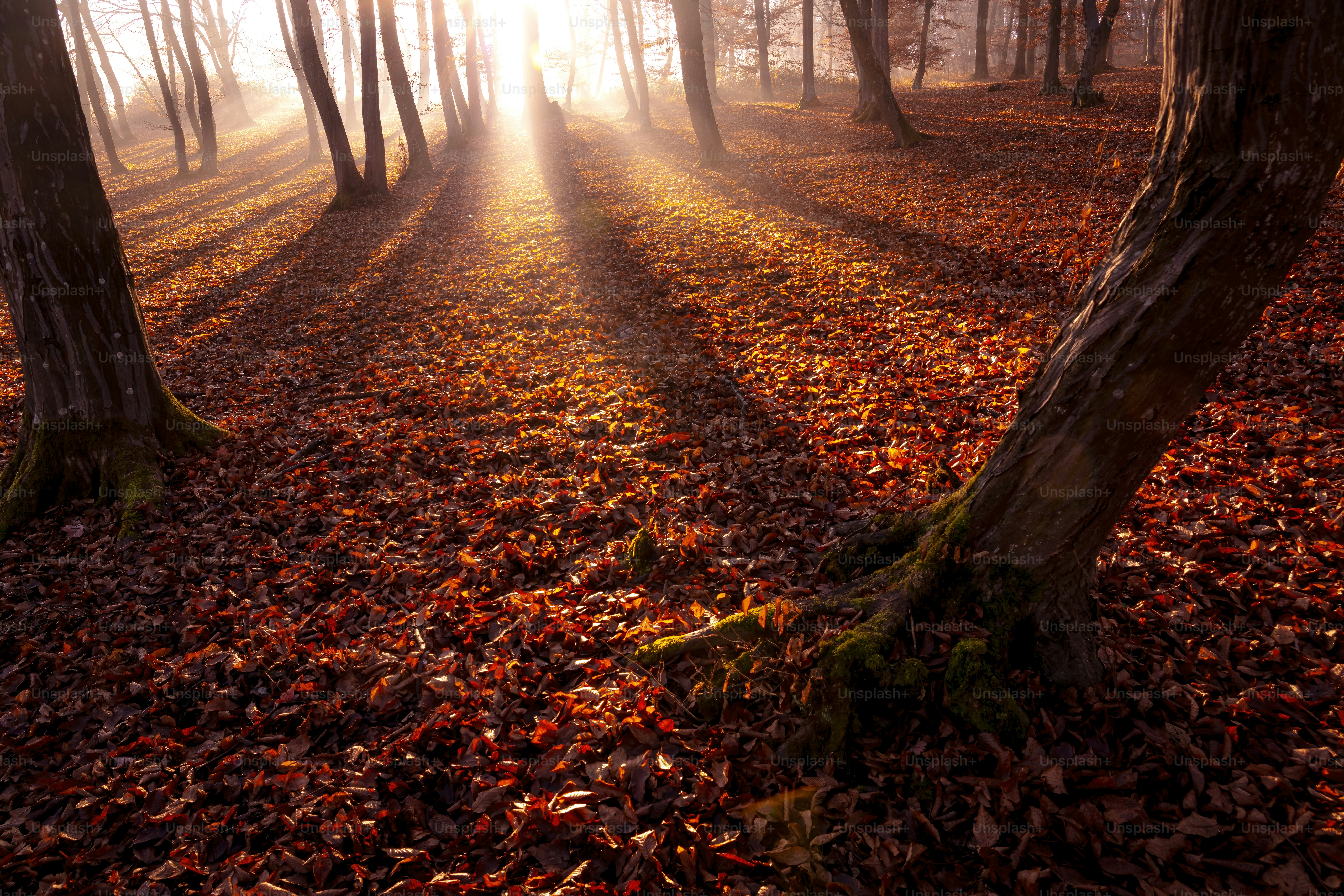 A forest filled with lots of trees covered in leaves