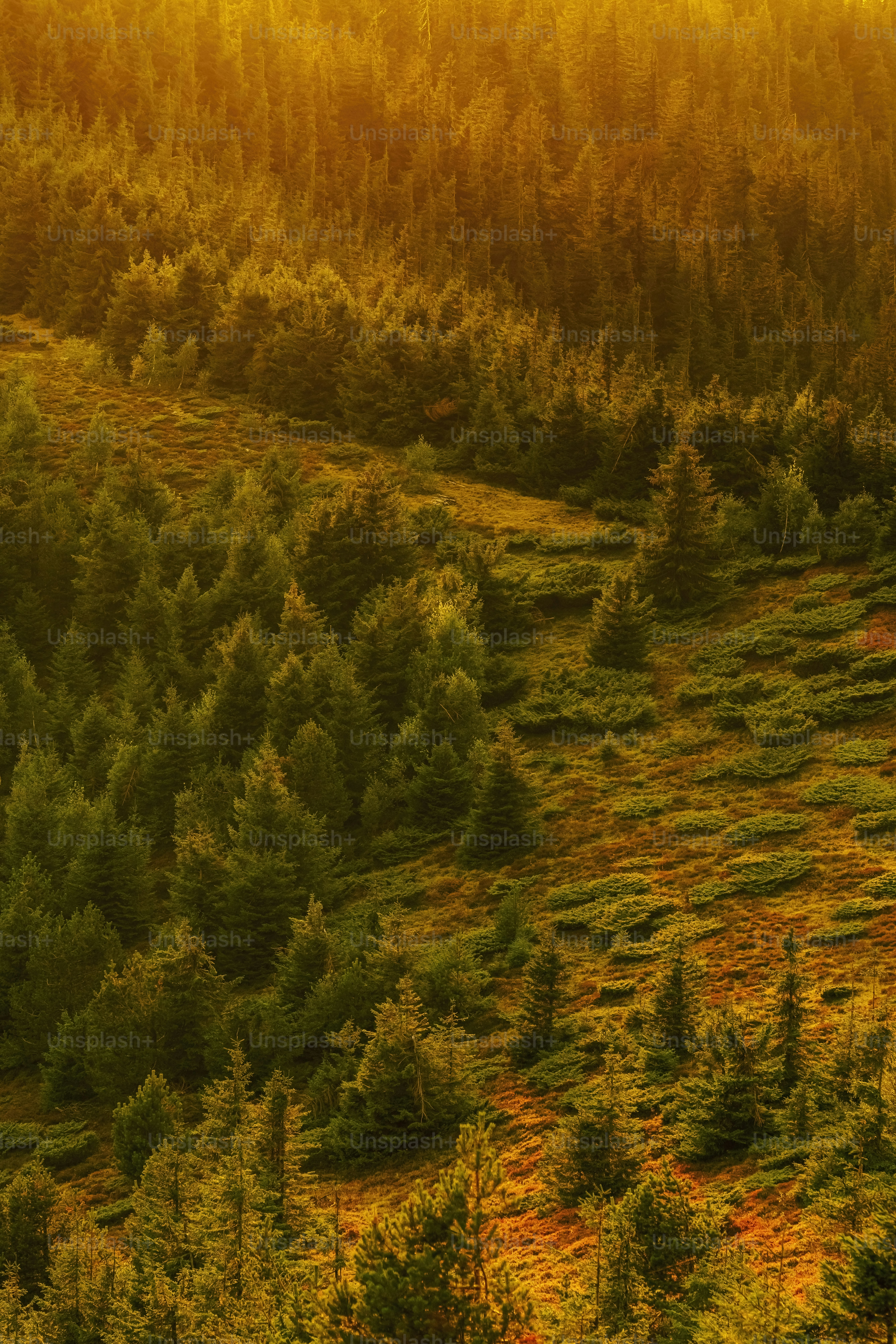 A field with trees in the middle of it
