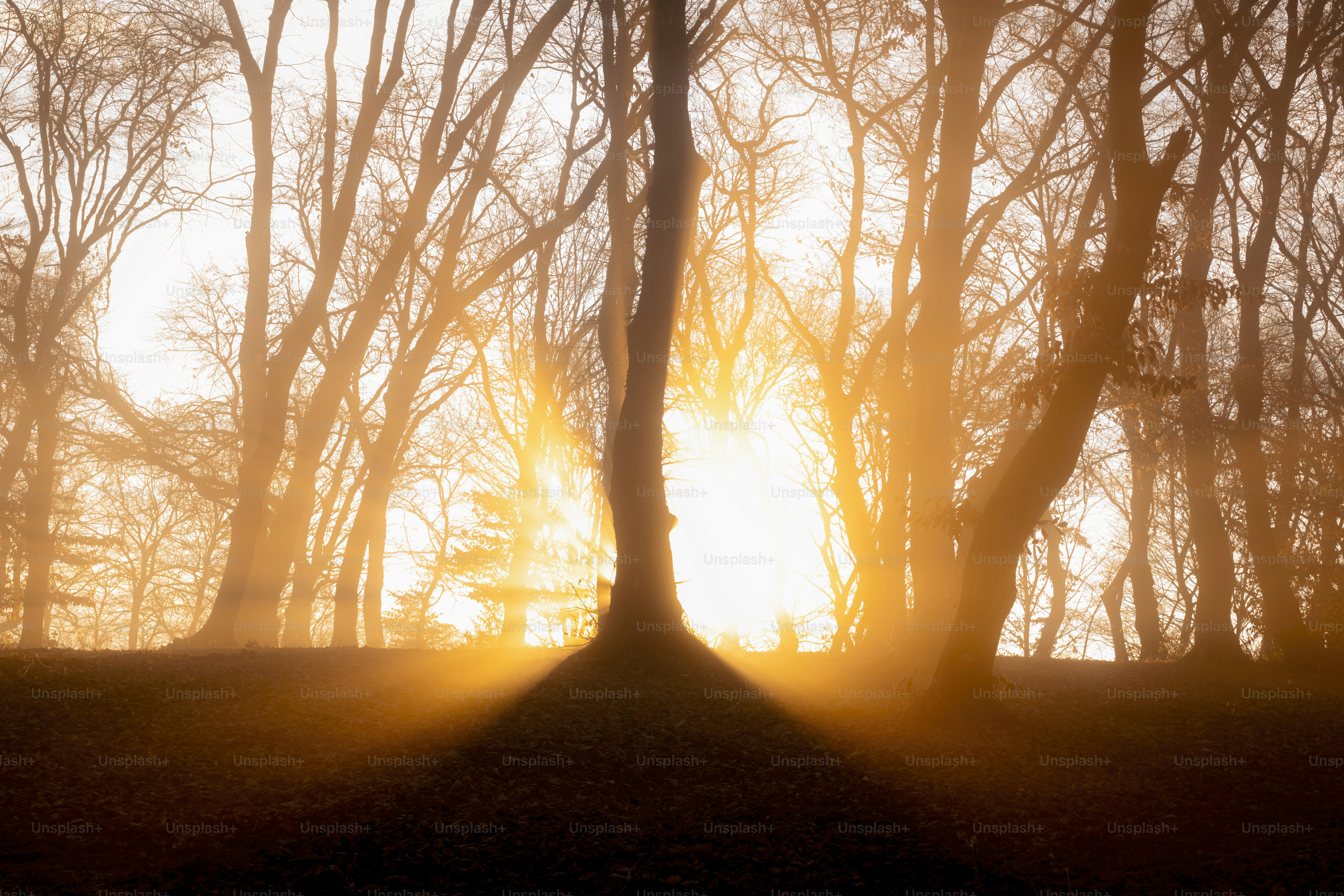 The sun is shining through the trees in the woods