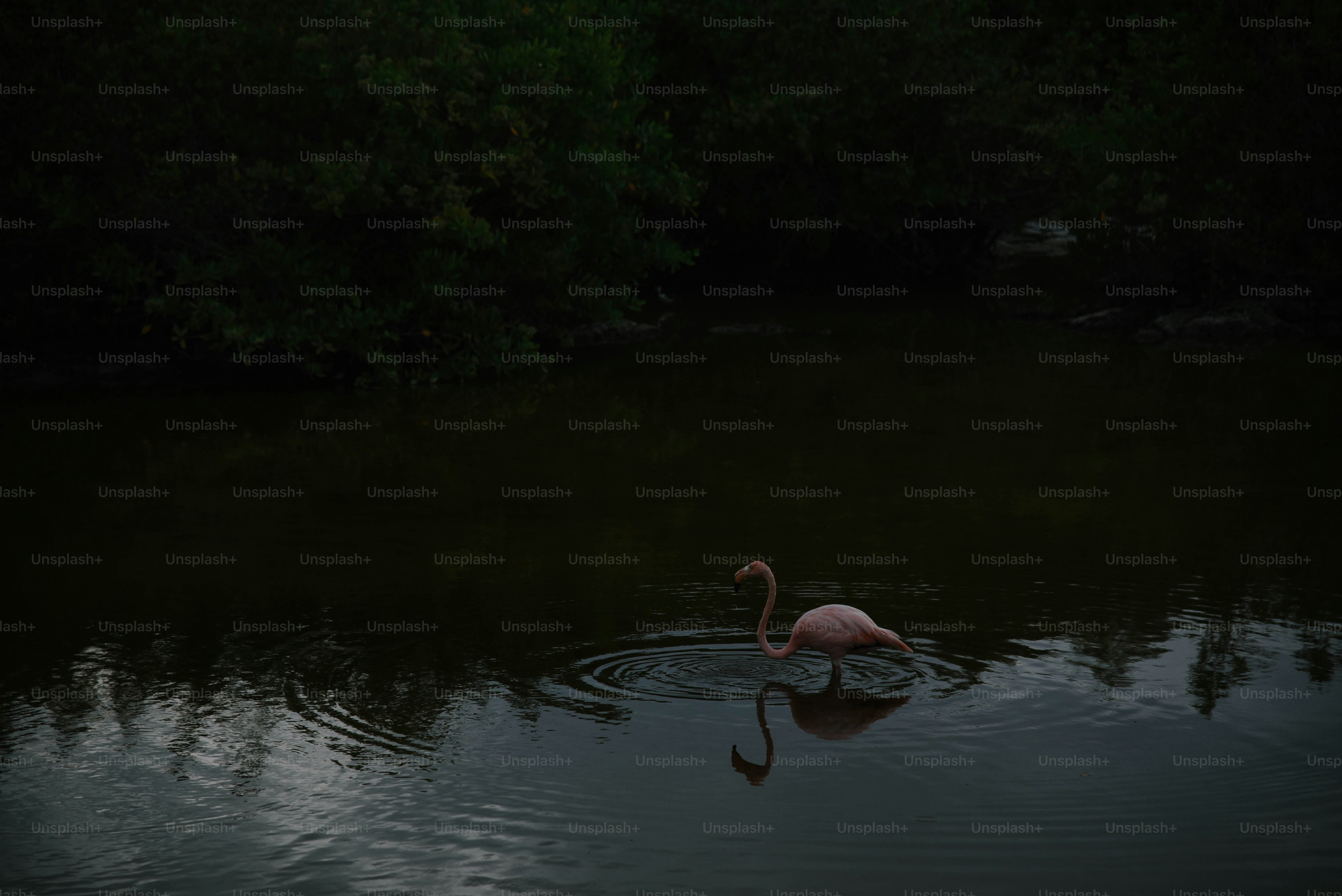A pink flamingo swimming in a pond at night