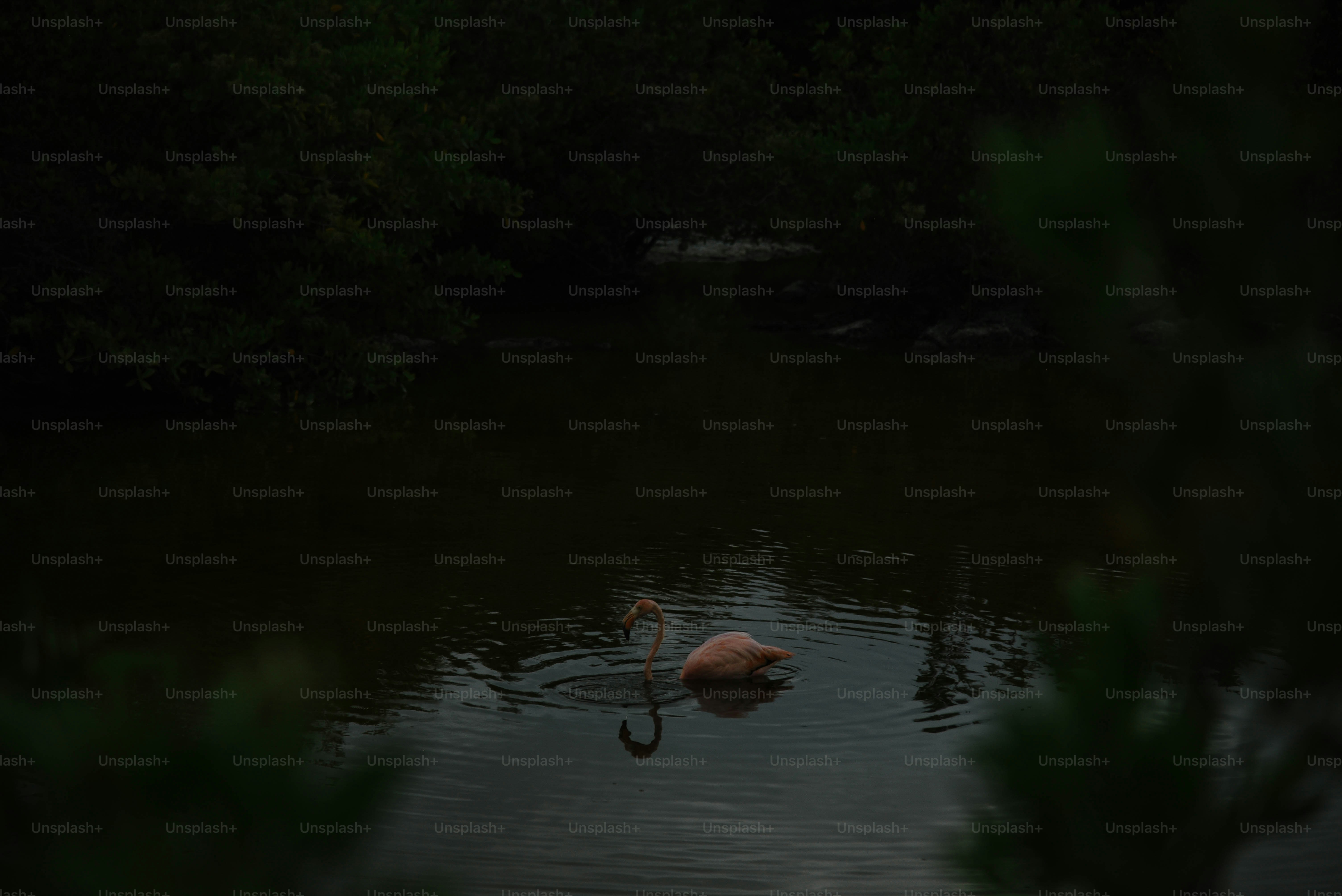 A pink flamingo swimming in a pond at night