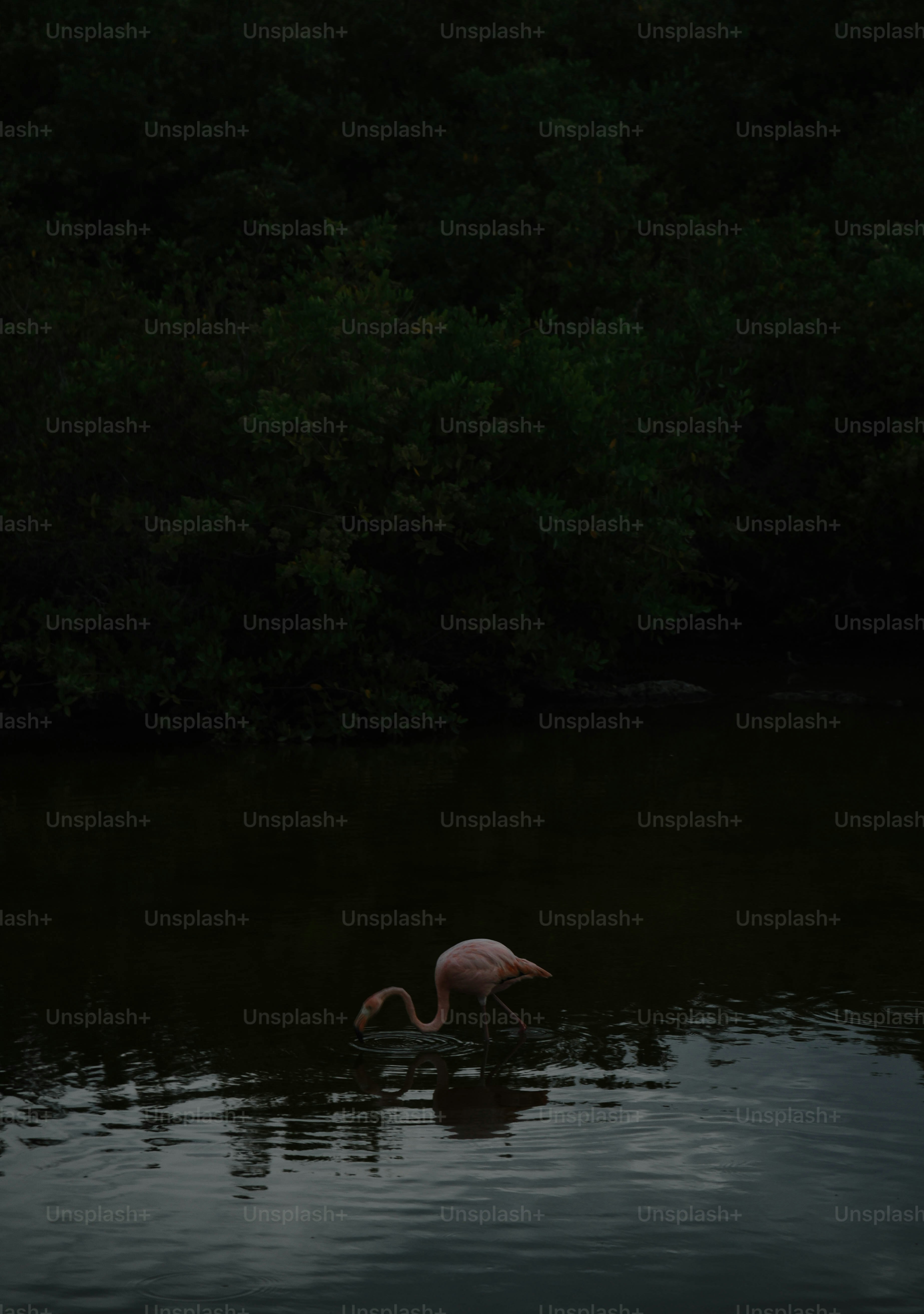 A flamingo standing in the water at night
