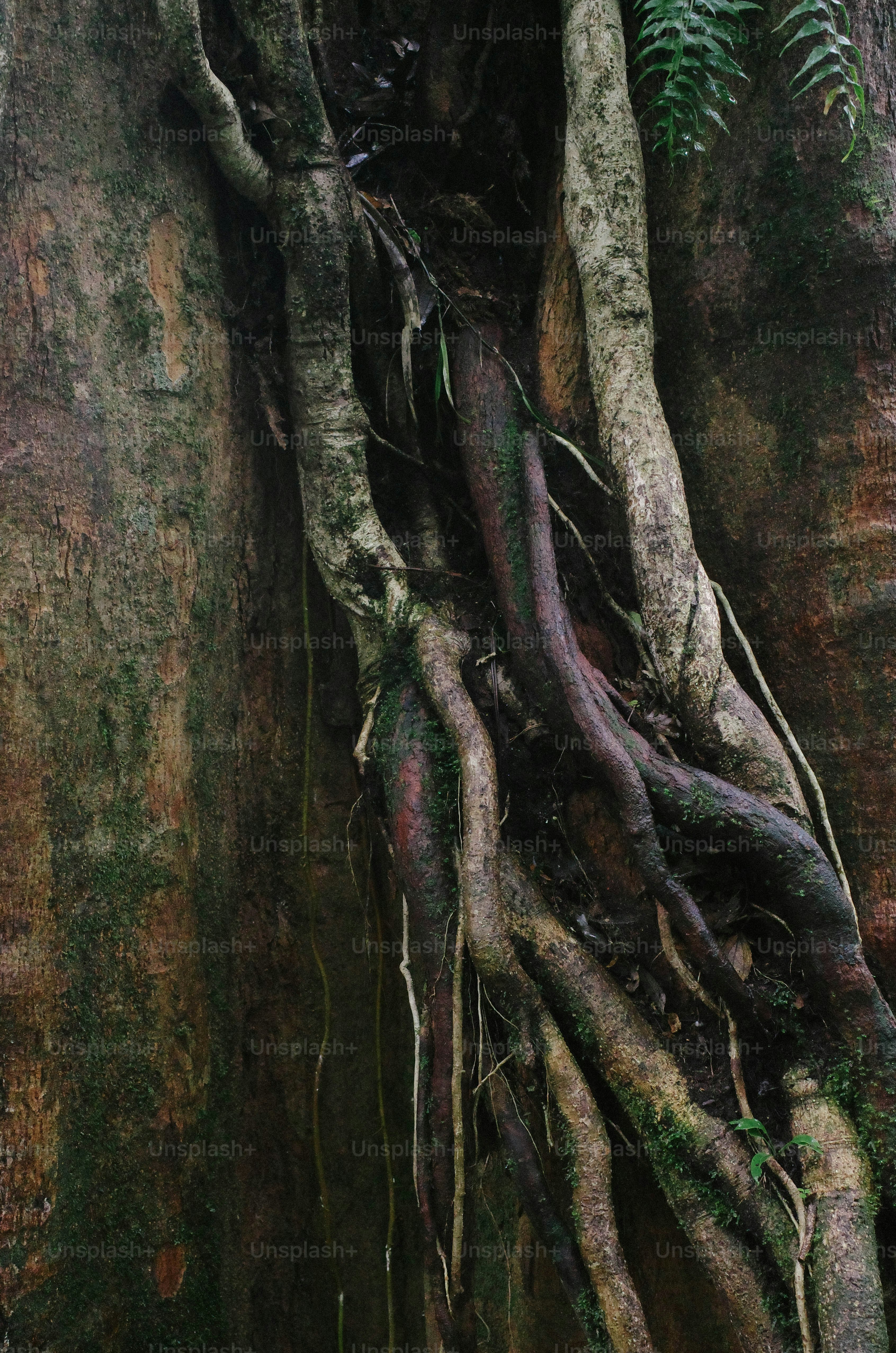 A tree that is growing on the side of a rock