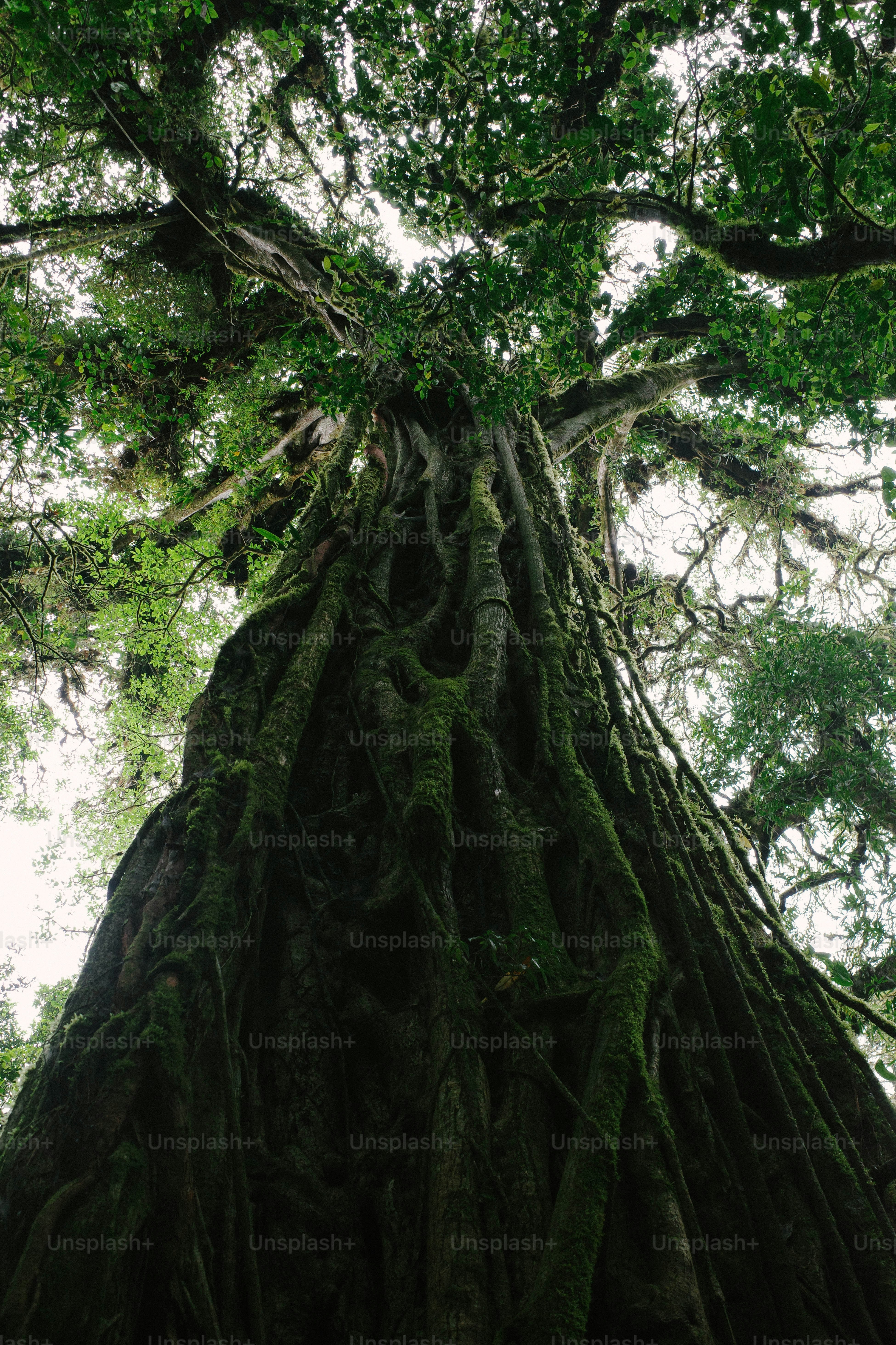 A very tall tree with lots of trees around it