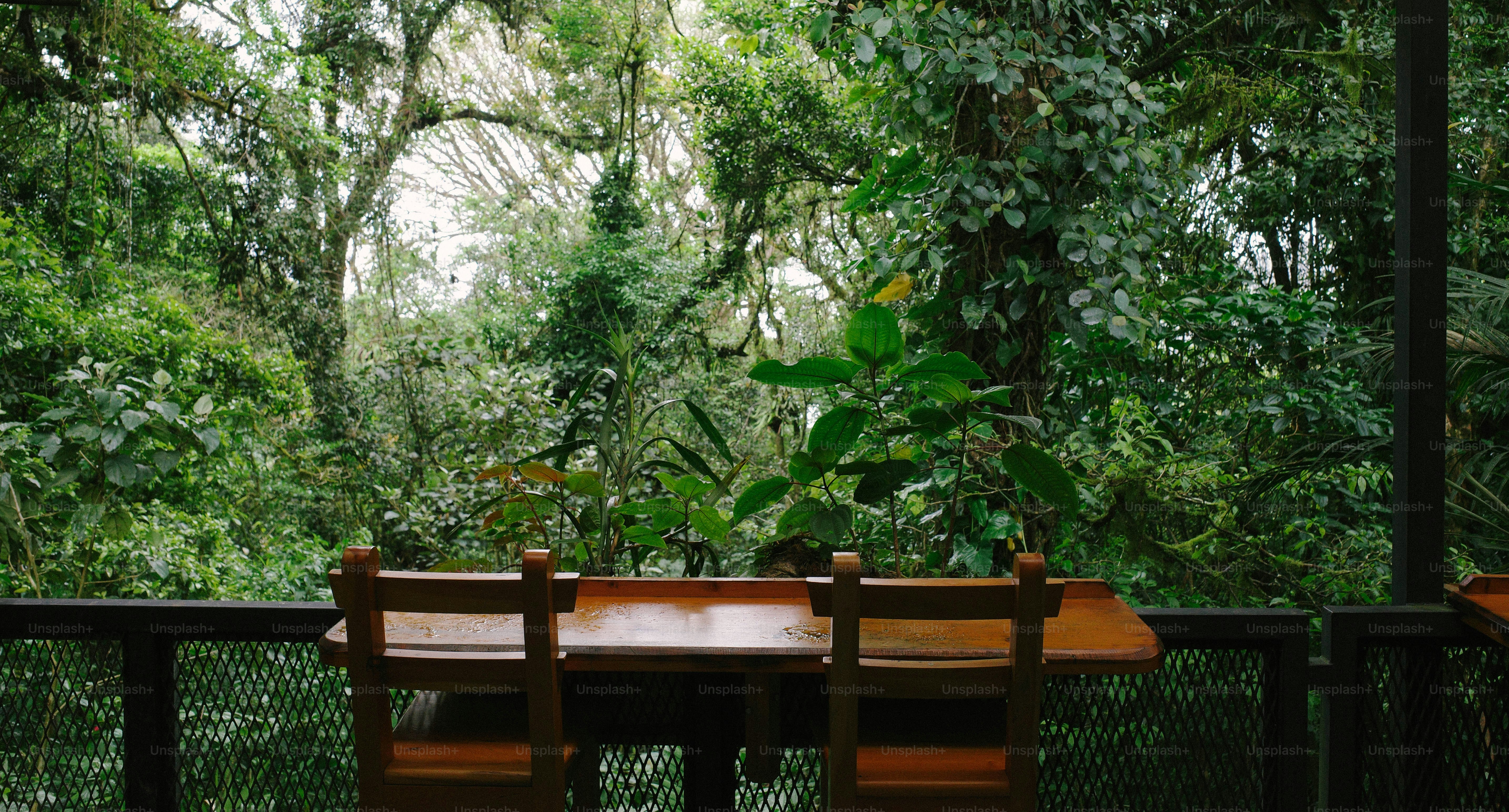 Um banco de madeira sentado no topo de uma floresta verde exuberante