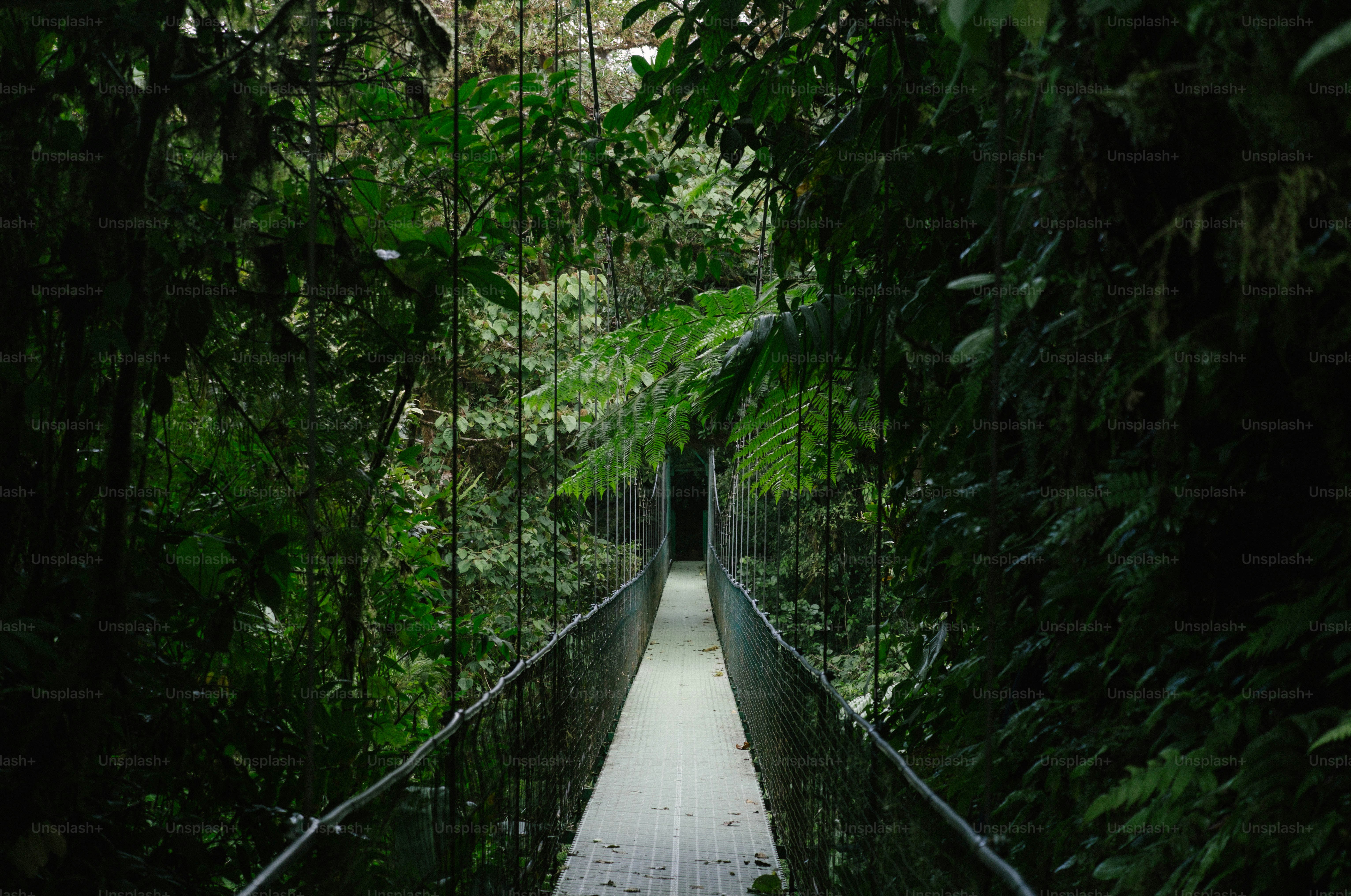 A narrow walkway in the middle of a forest