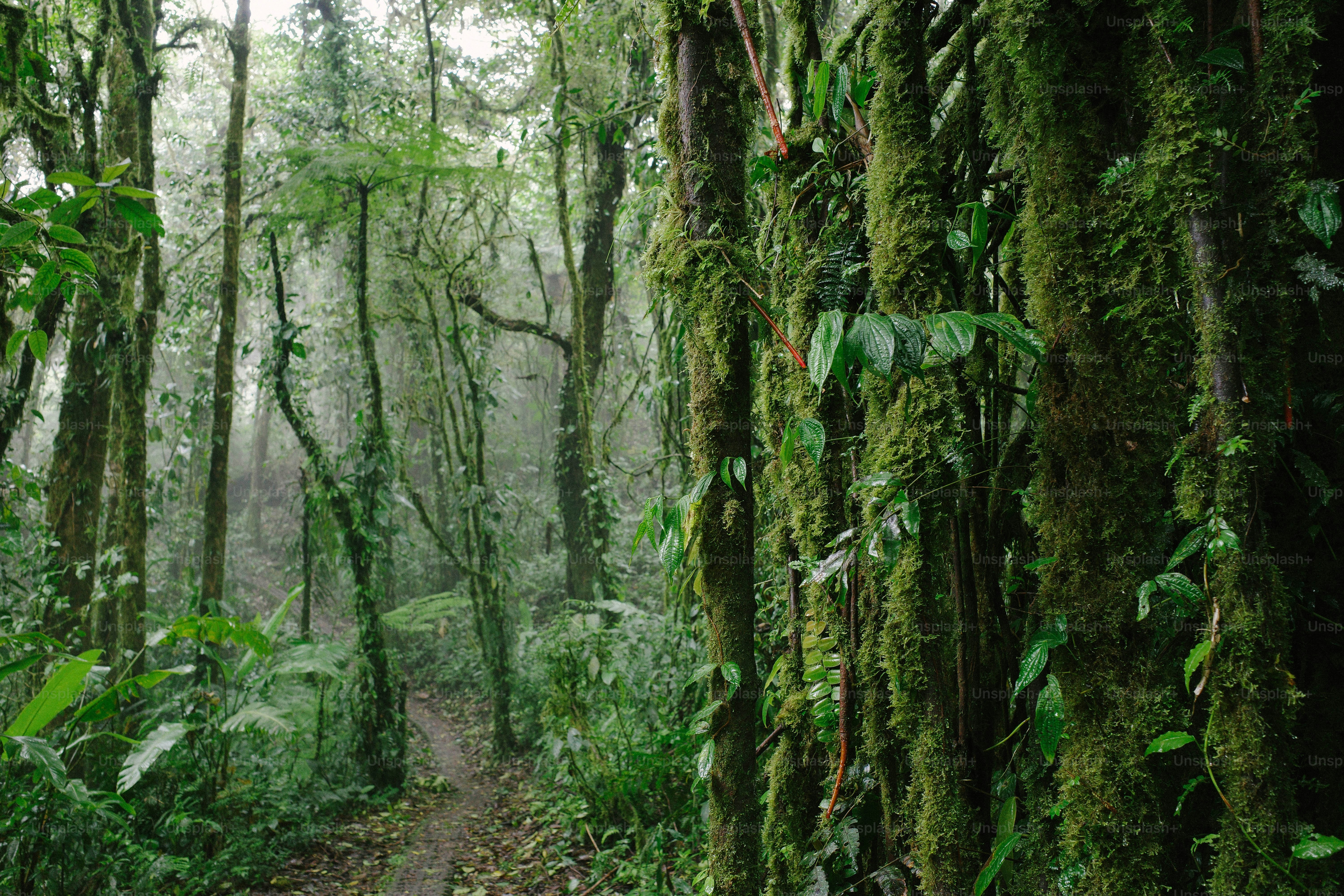 고대산자연휴양림