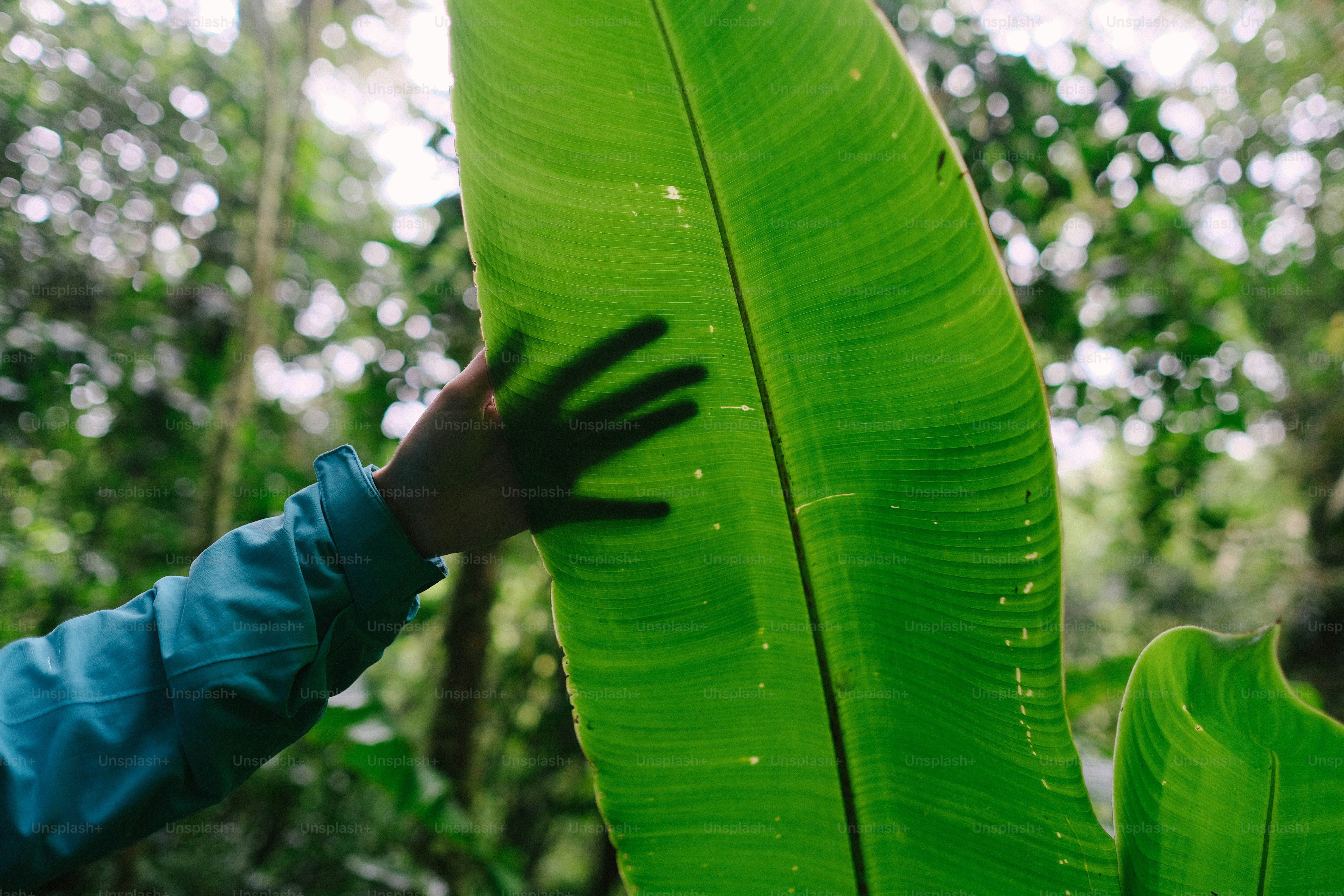 A person reaching for a large green leaf