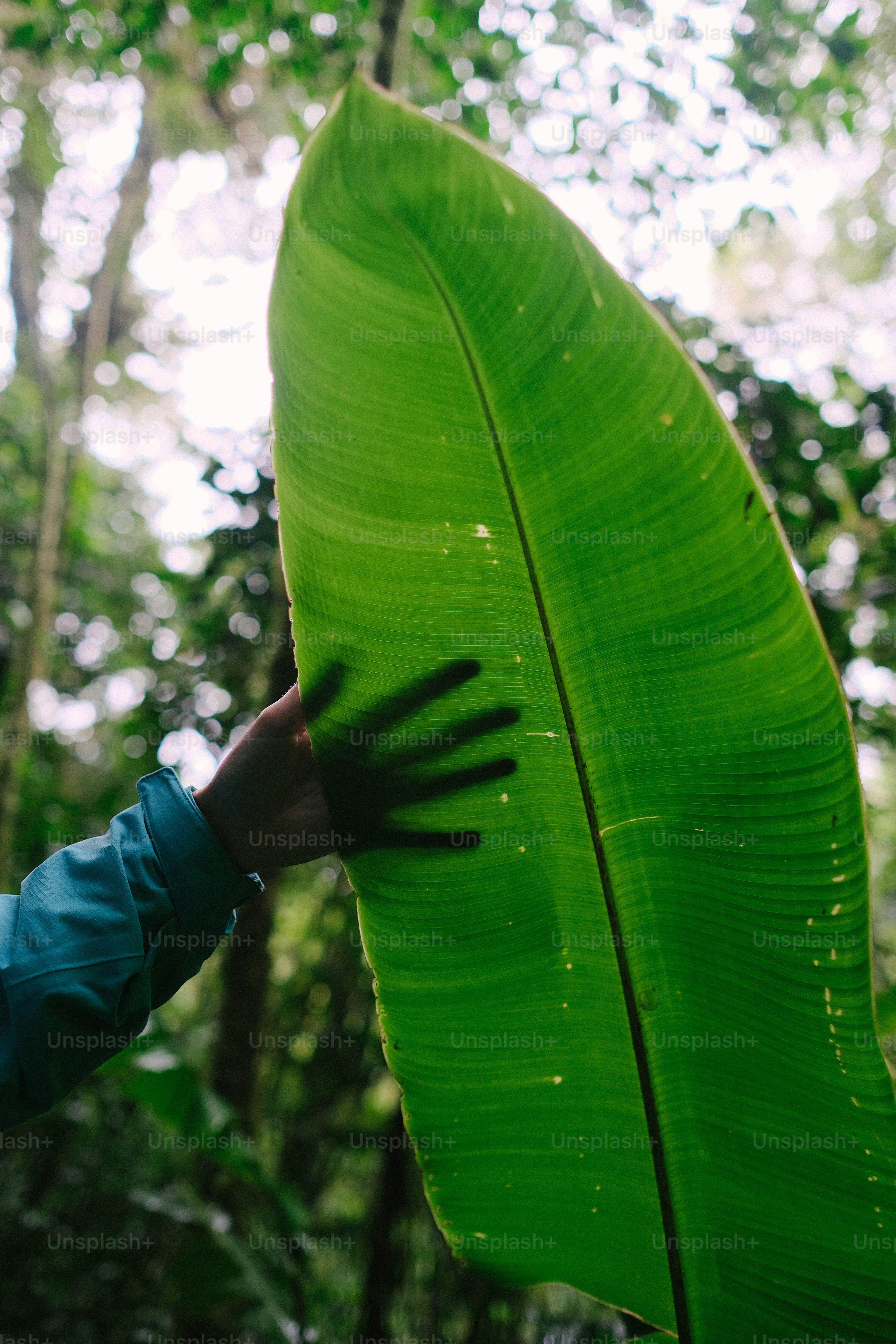 숲에서 큰 녹색 잎을 들고 있는 사람