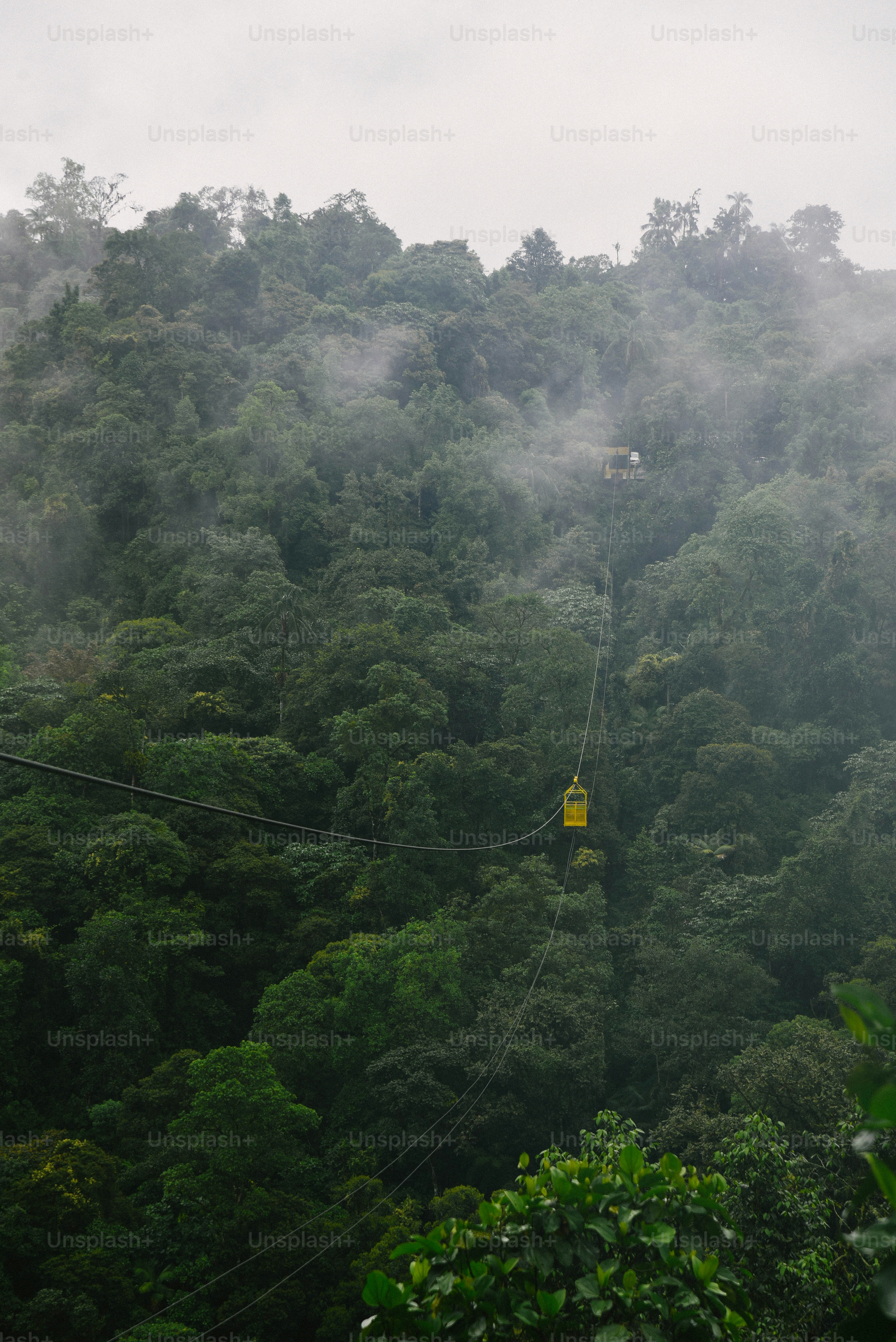 A view of a forest from a high point of view