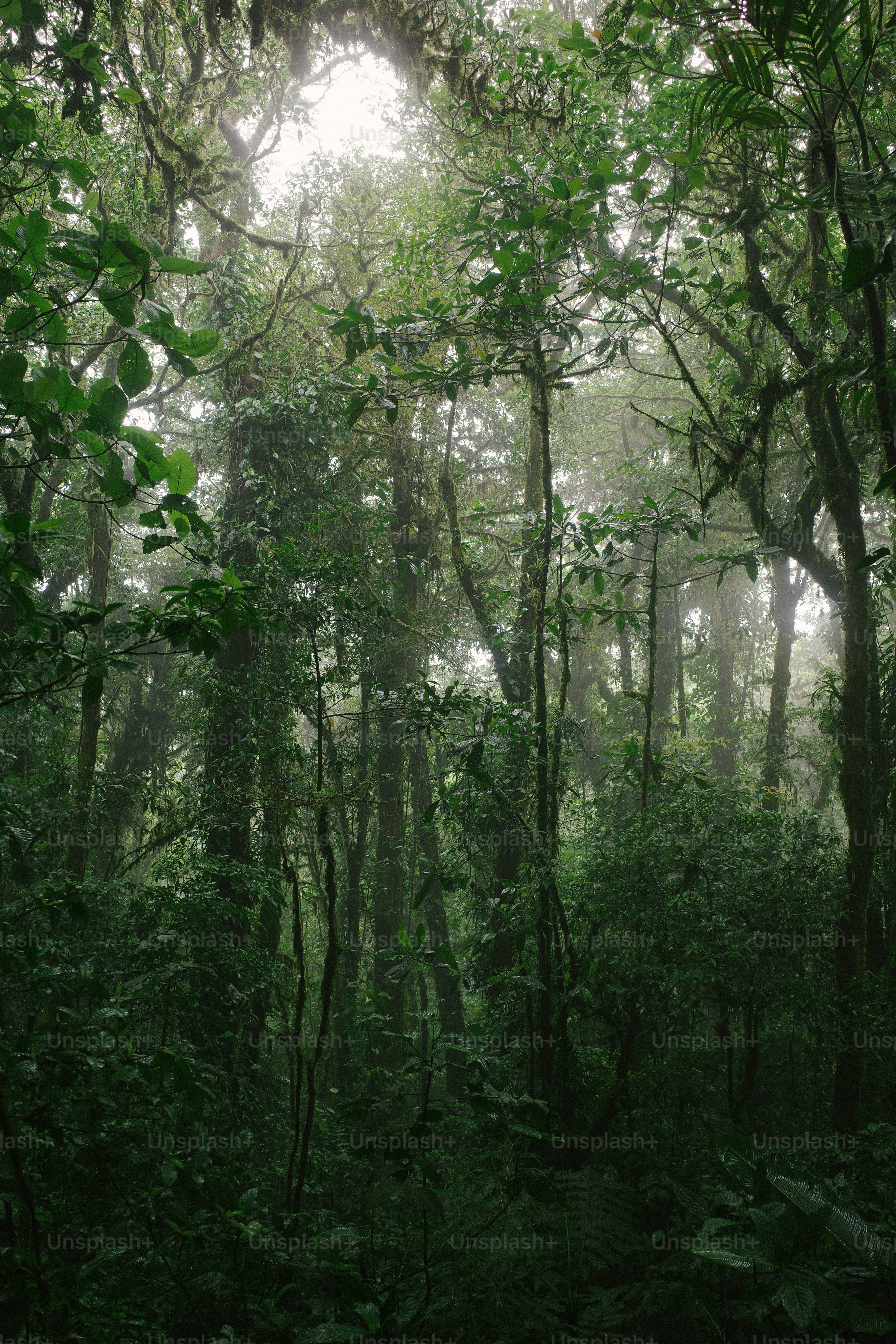 아세안자연휴양림