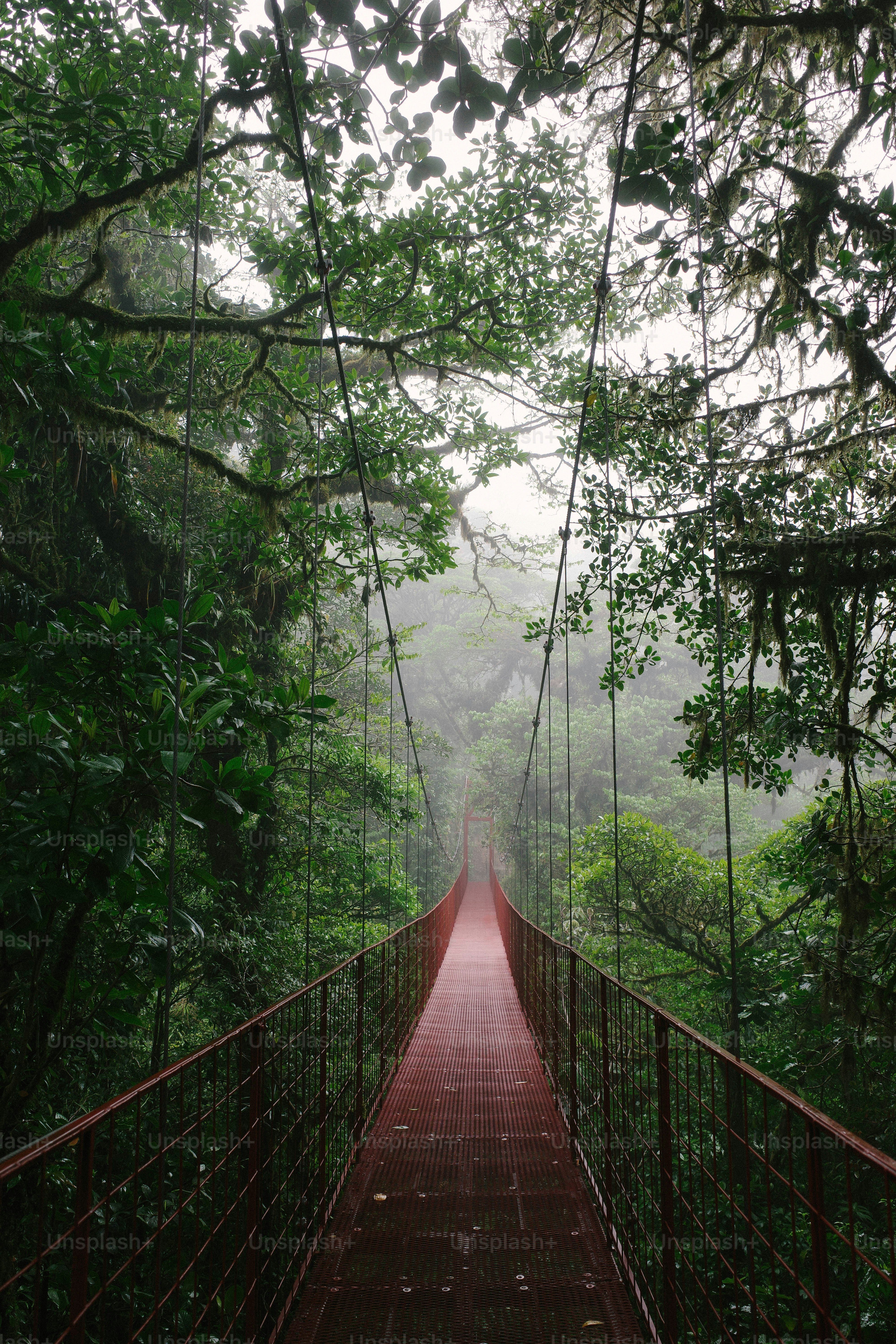A red bridge in the middle of a forest