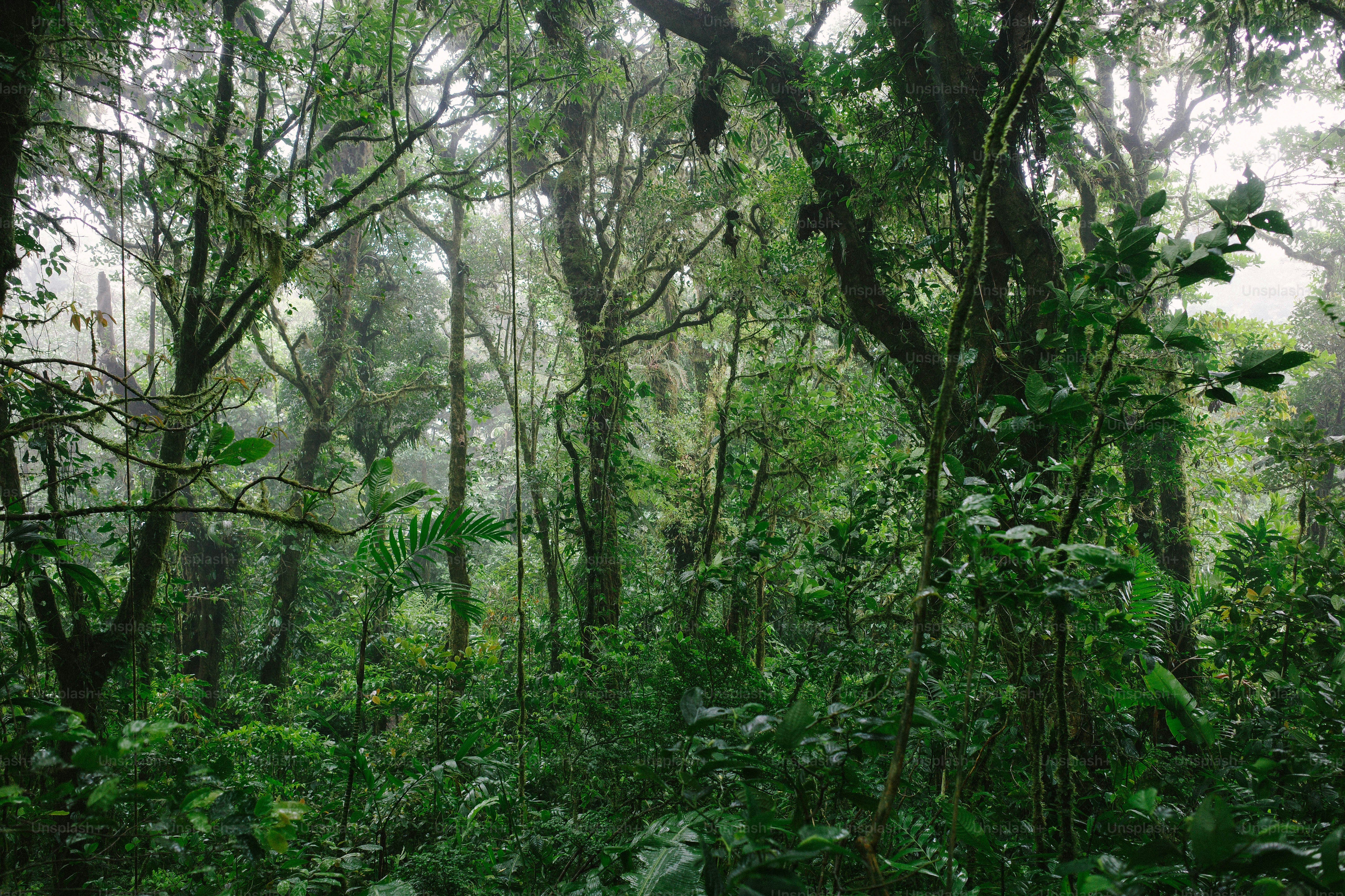 치악산자연휴양림