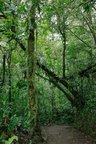 Most Biodiverse Countries in the World: Hotspots of Life on Earth