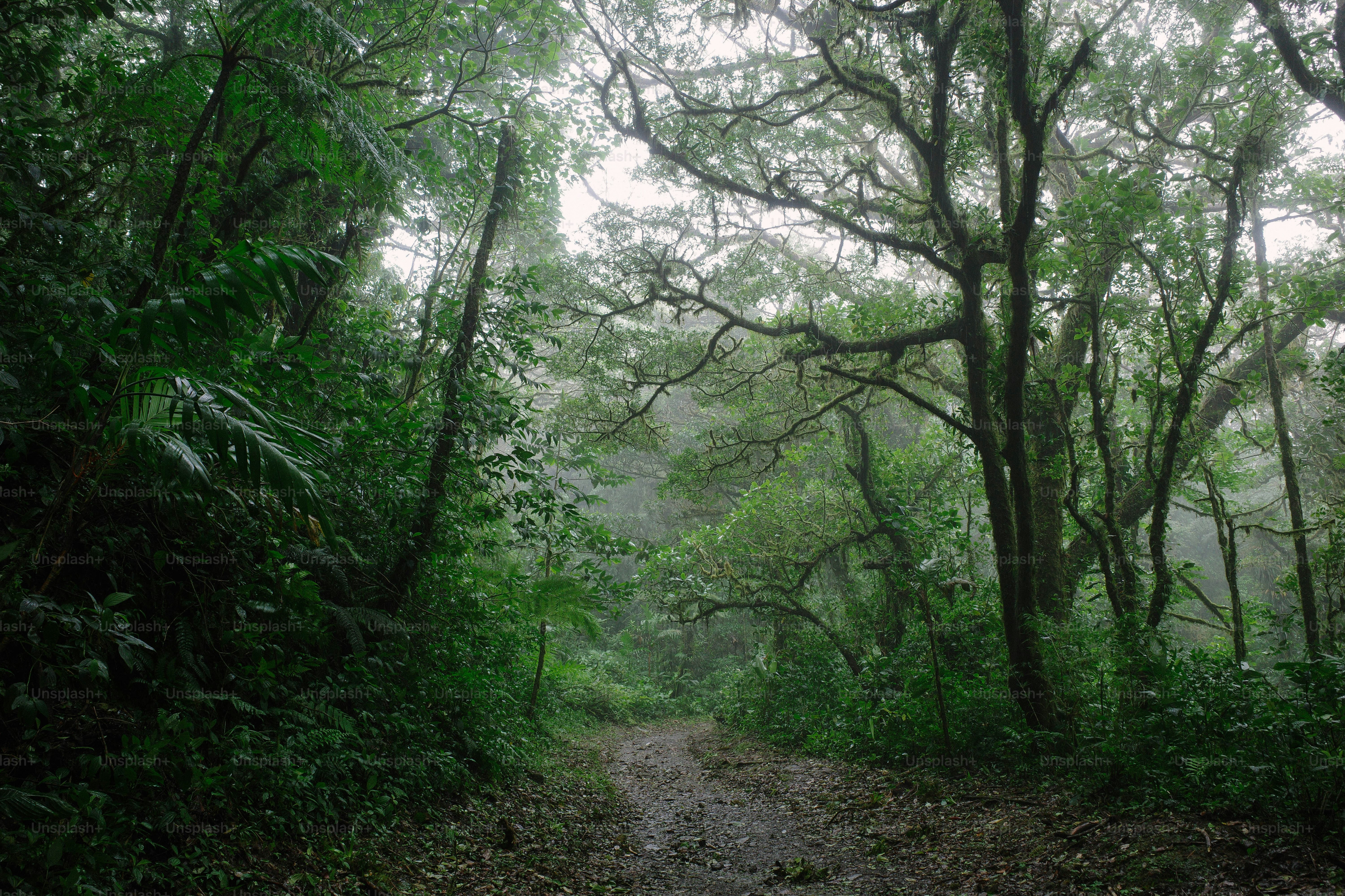 Traveler carrying waterproof backpack during heavy rain on mountain trail