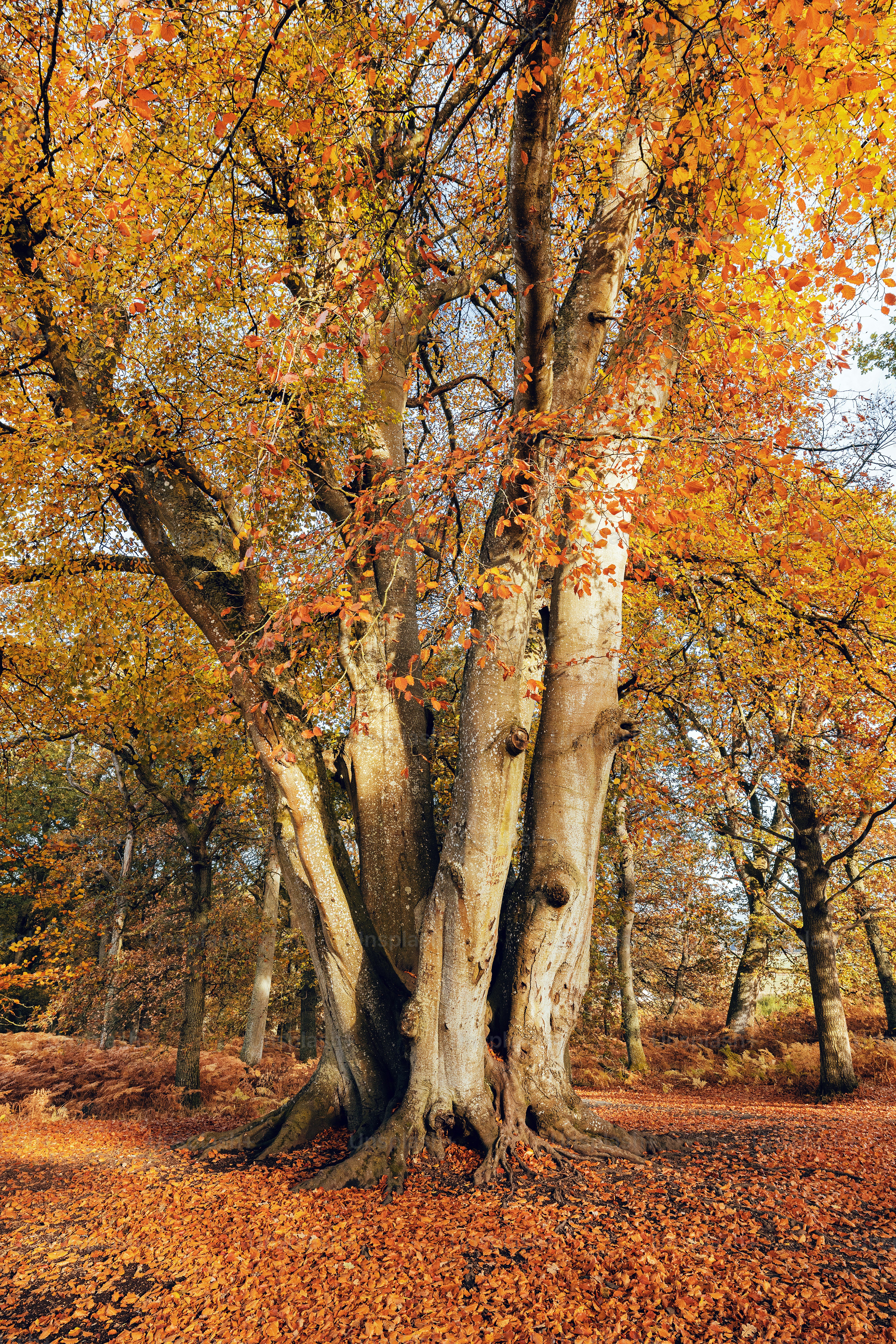 A group of trees that are next to each other
