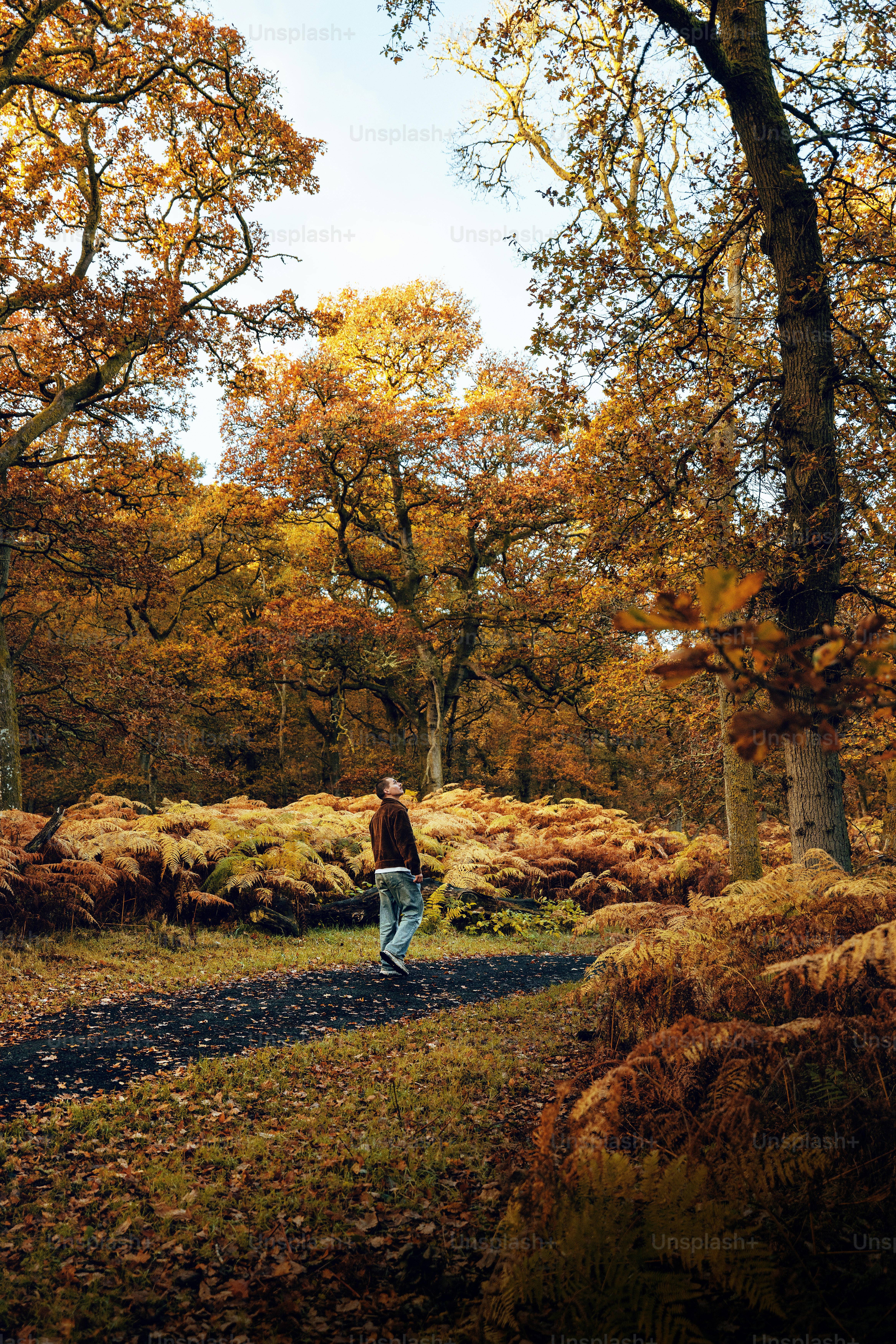 A person walking down a path in the woods photo – Forest Image on Unsplash