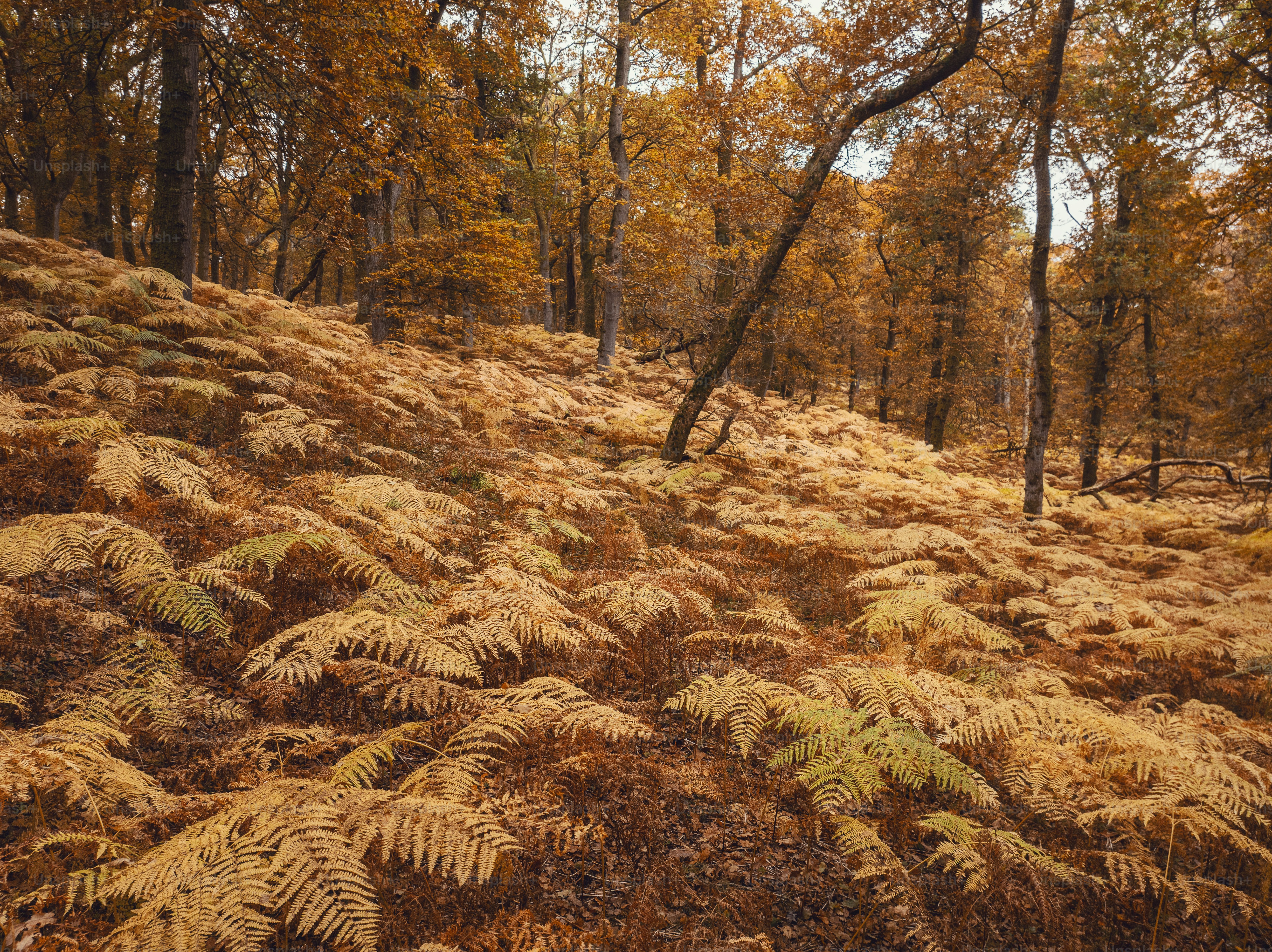 A grassy hill with lots of trees in the background