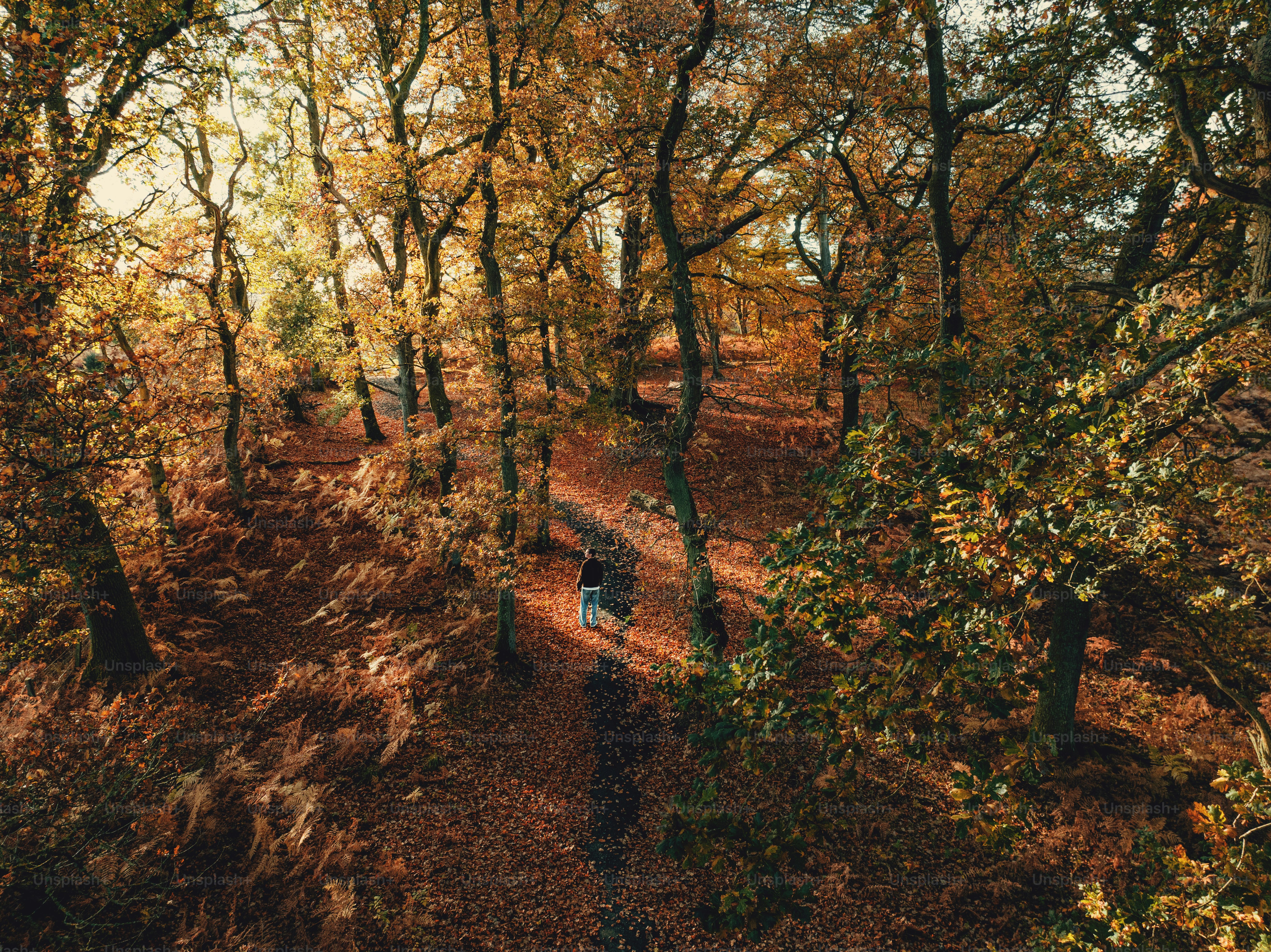 A person walking down a path in the woods photo – Forest Image on Unsplash