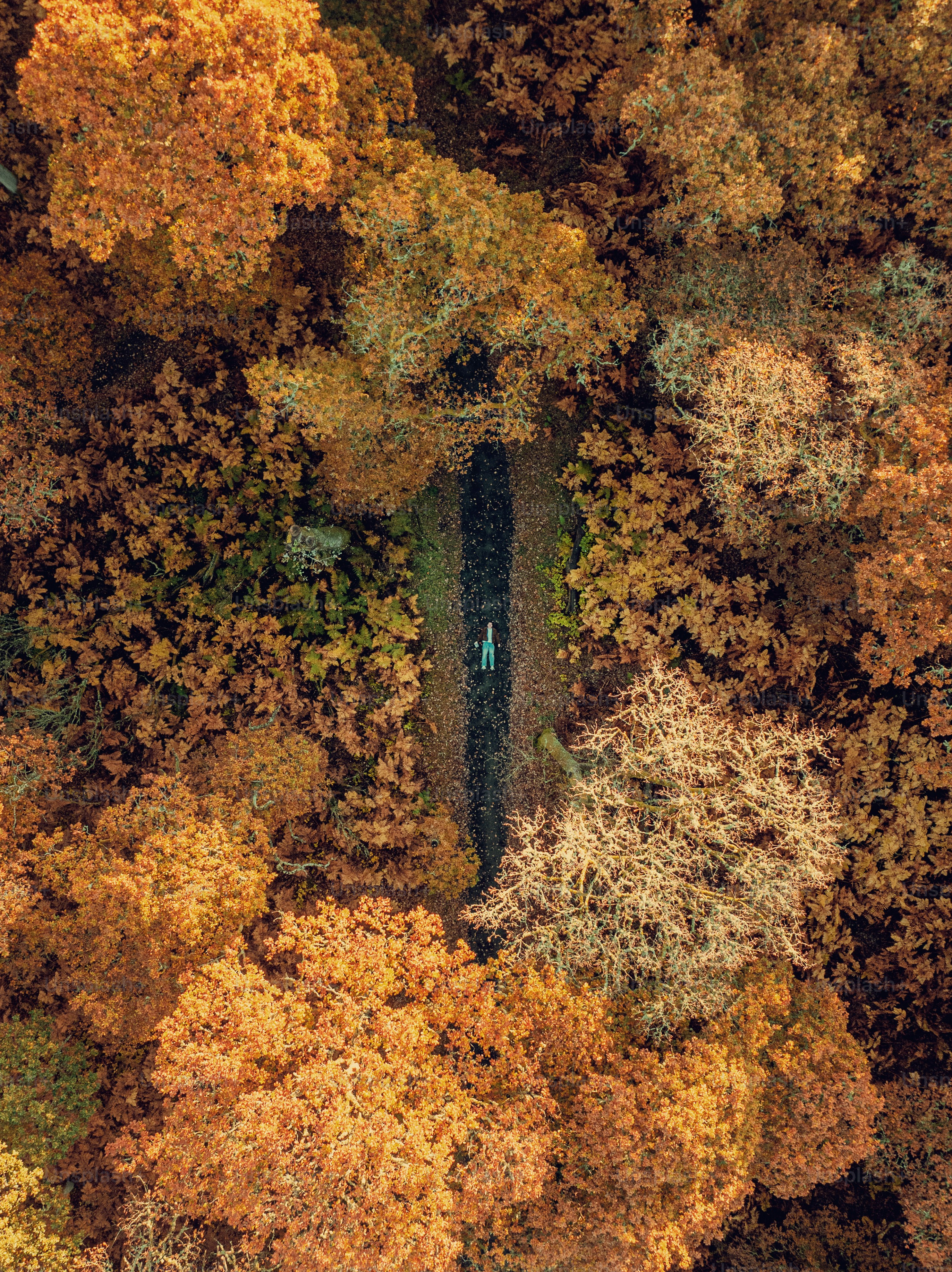 An aerial view of a river surrounded by trees photo – Background Image ...