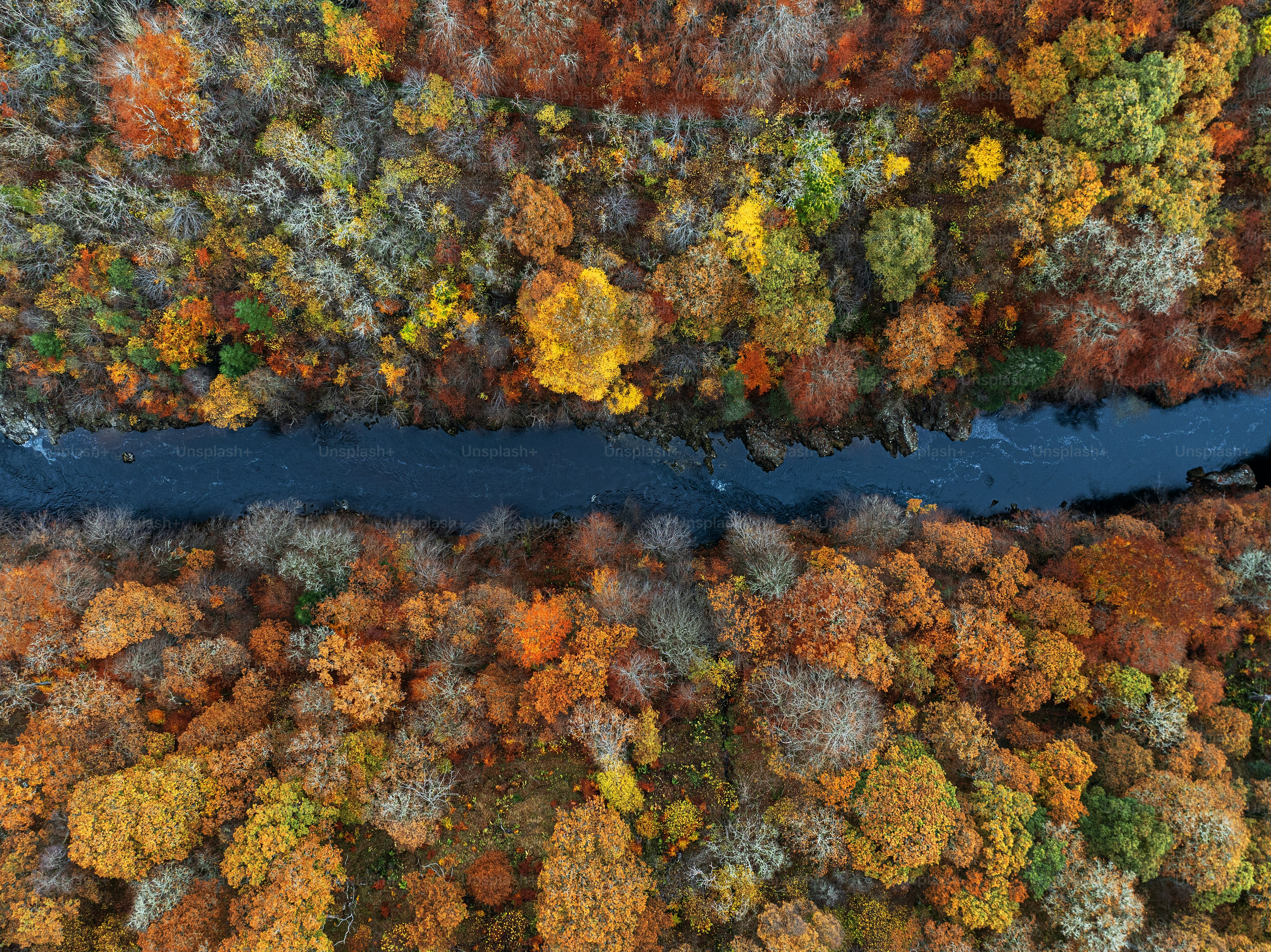 An aerial view of a river surrounded by trees photo – Background Image ...