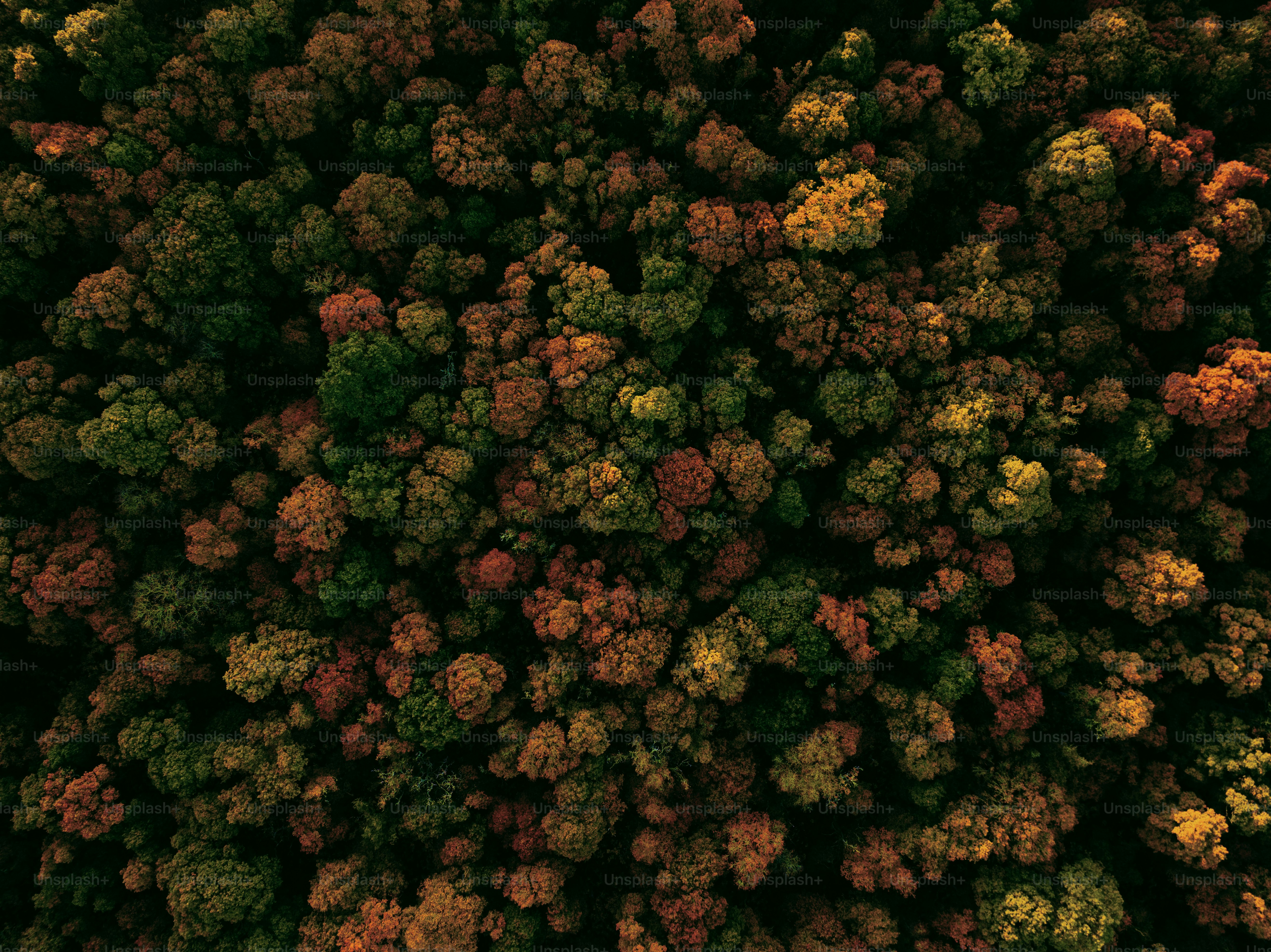An aerial view of a forest with lots of trees