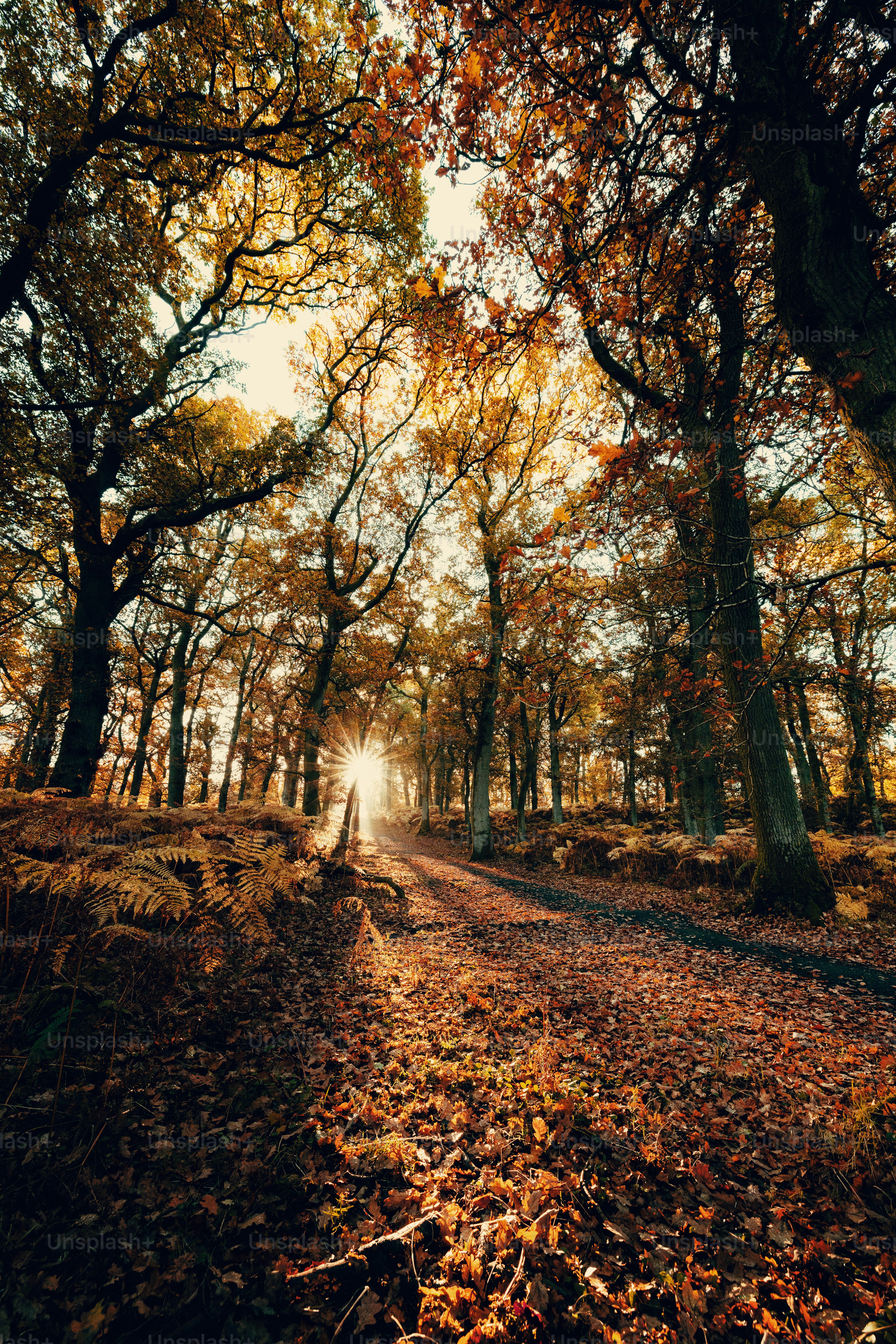 A dirt road surrounded by trees and leaves photo – Autumn Image on Unsplash