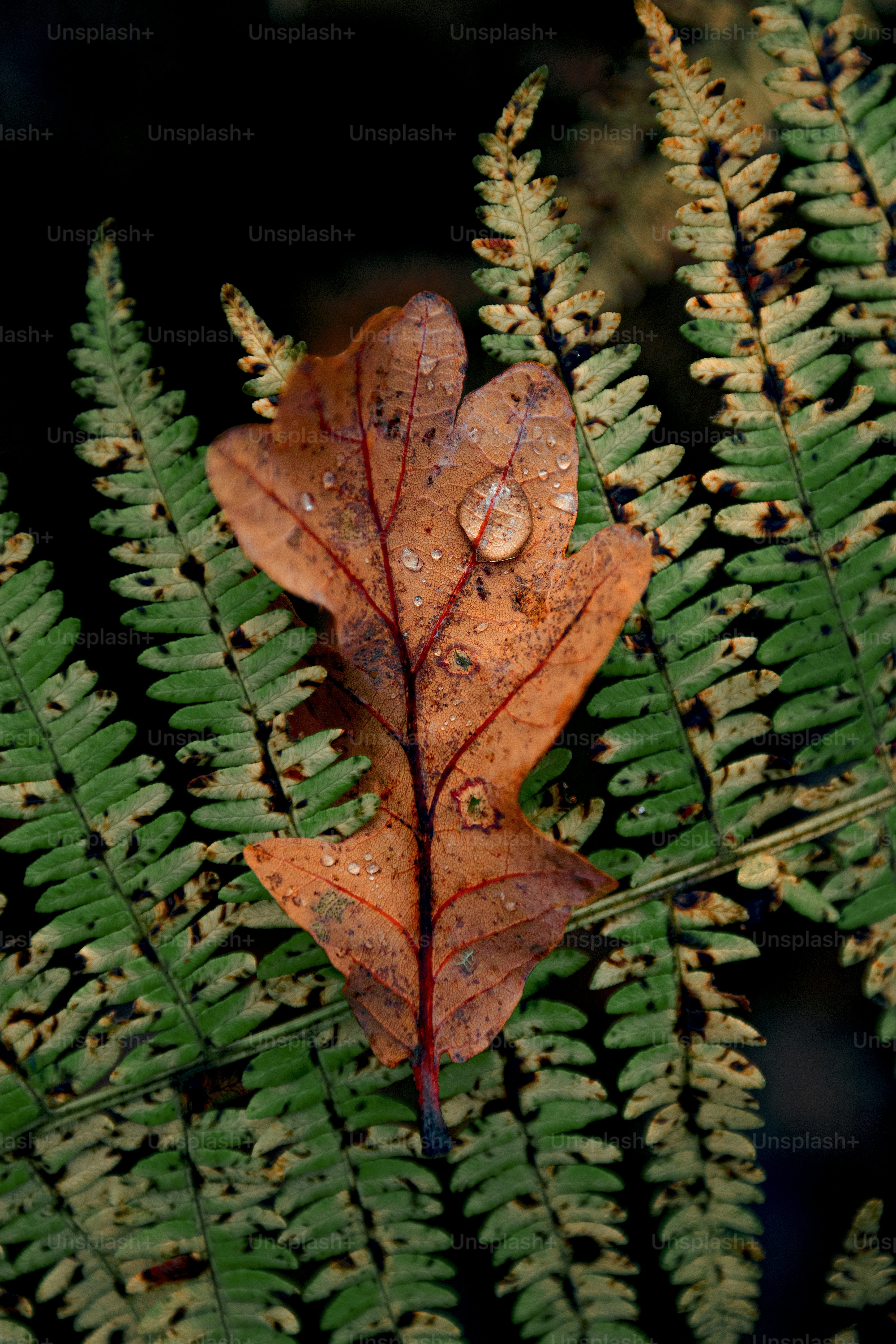 A leaf with drops of water on it