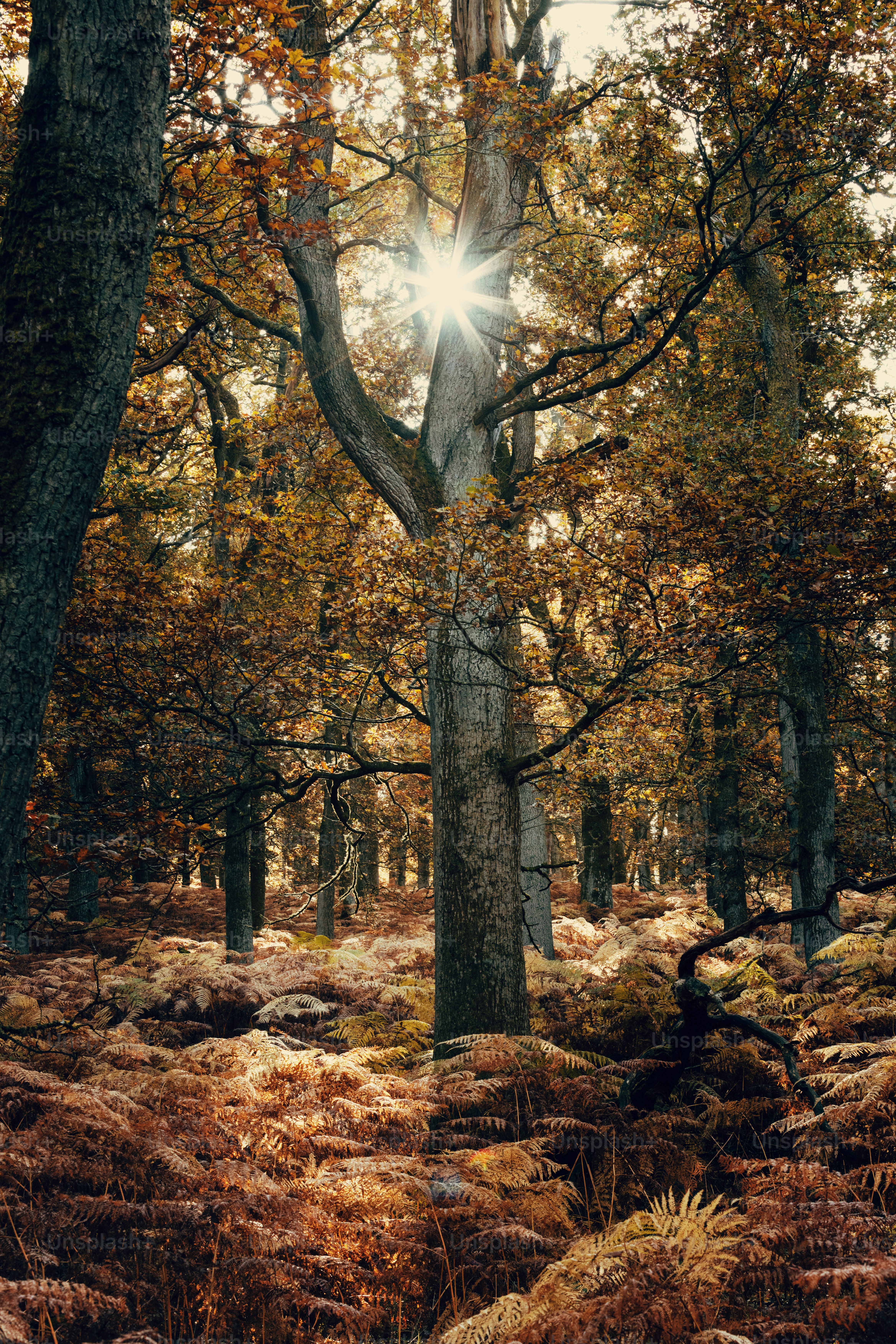 Ein Wald voller Bäume und Gras