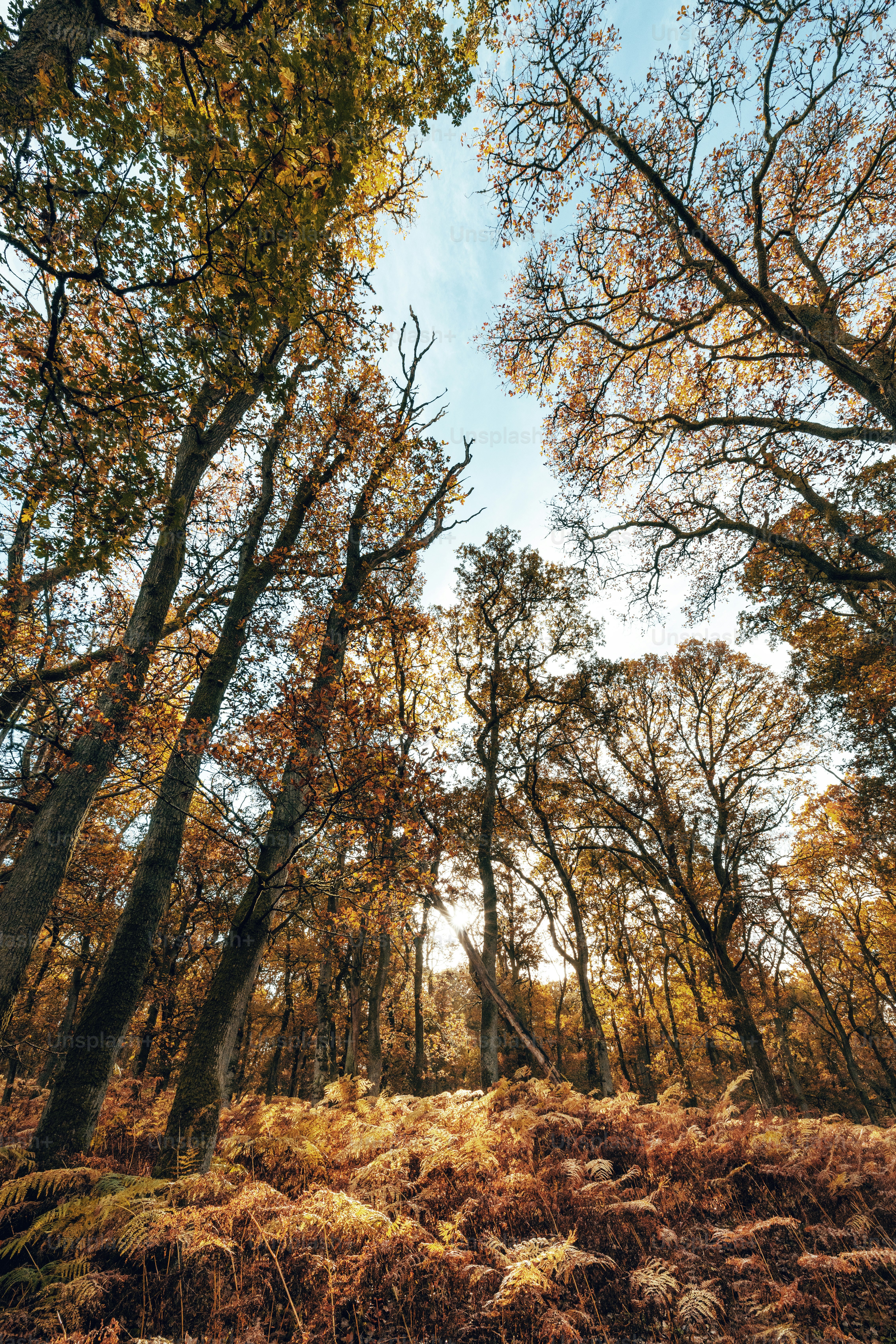 A forest filled with lots of tall trees