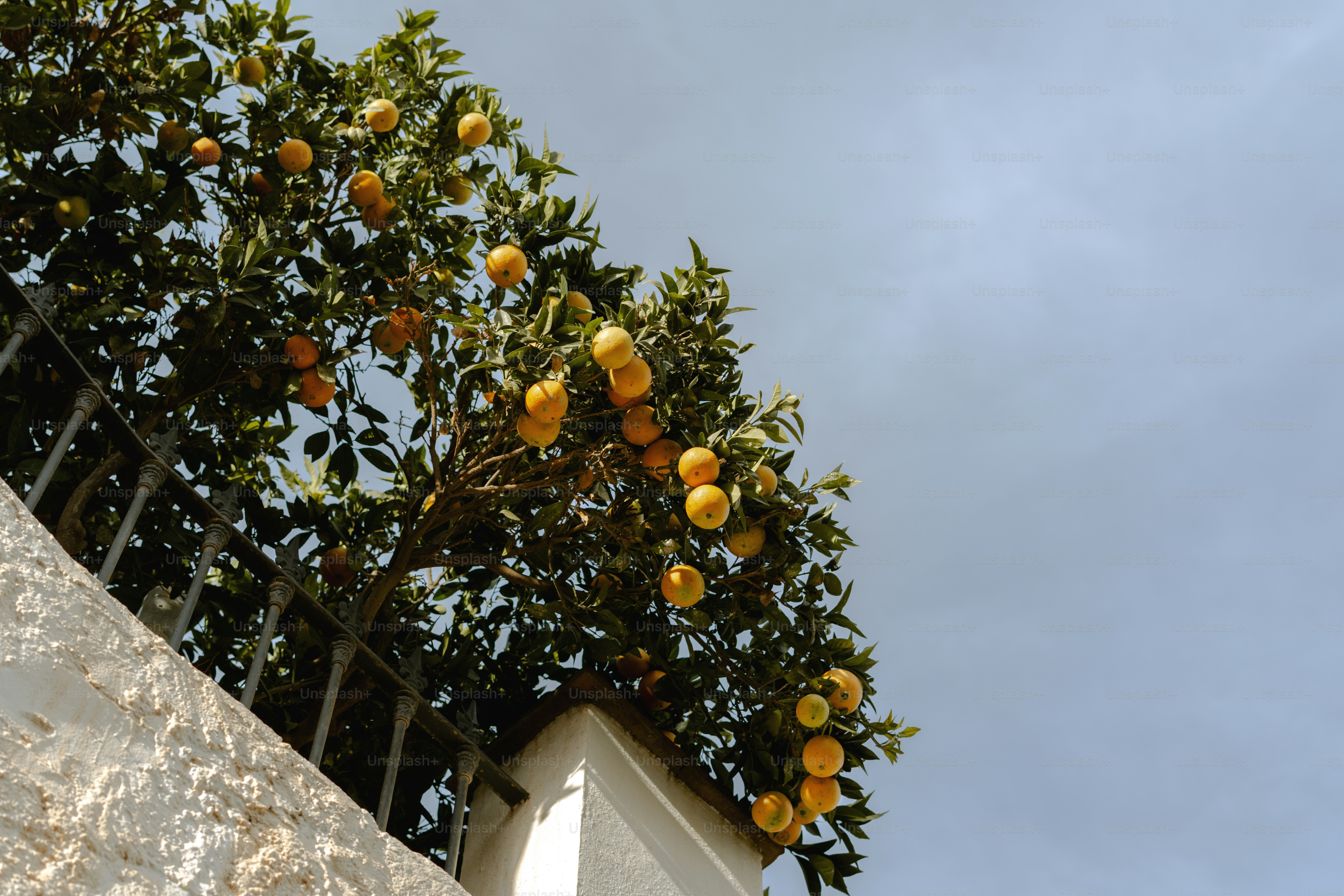 A tree with oranges growing on it next to a building