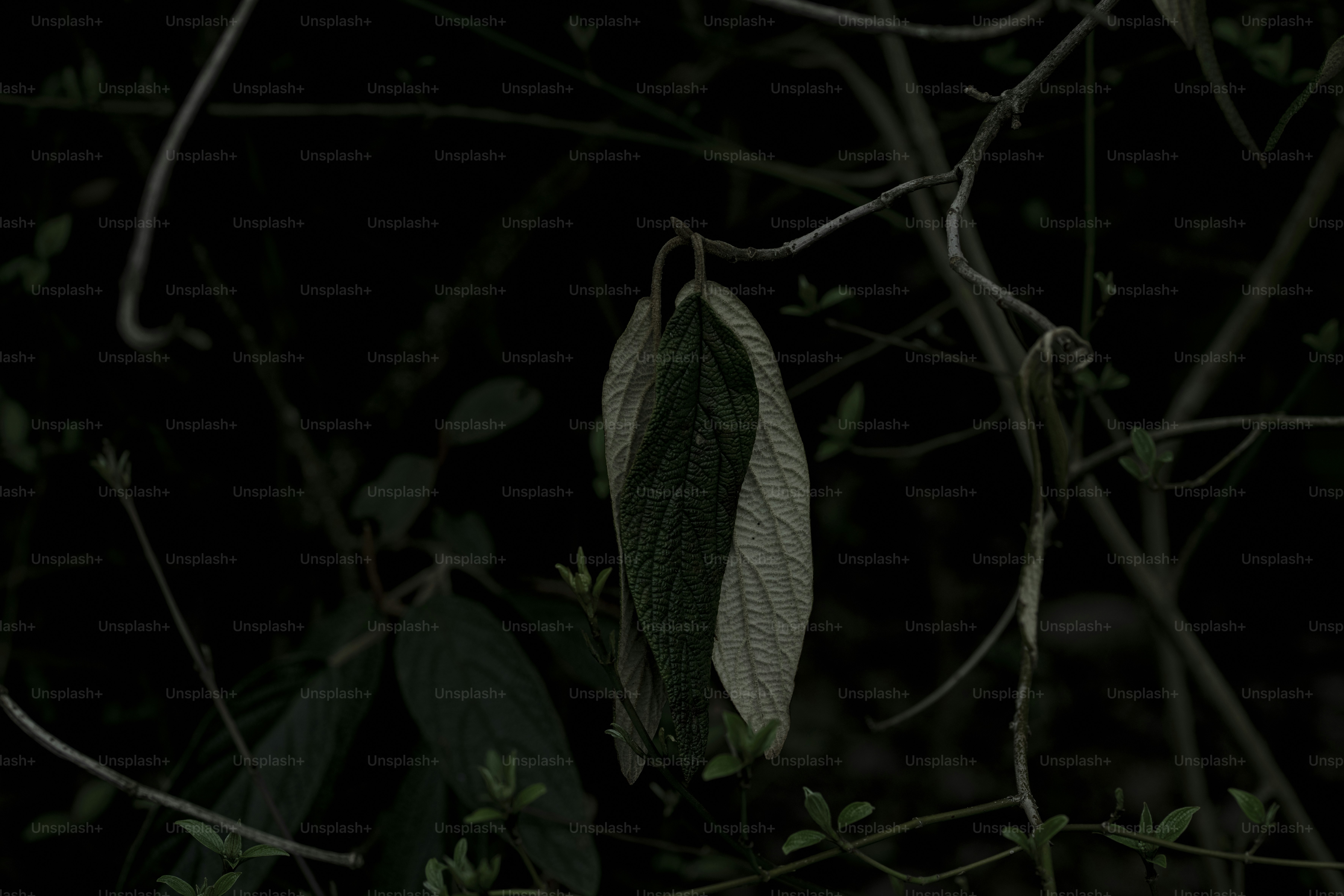 A bird perched on top of a tree branch