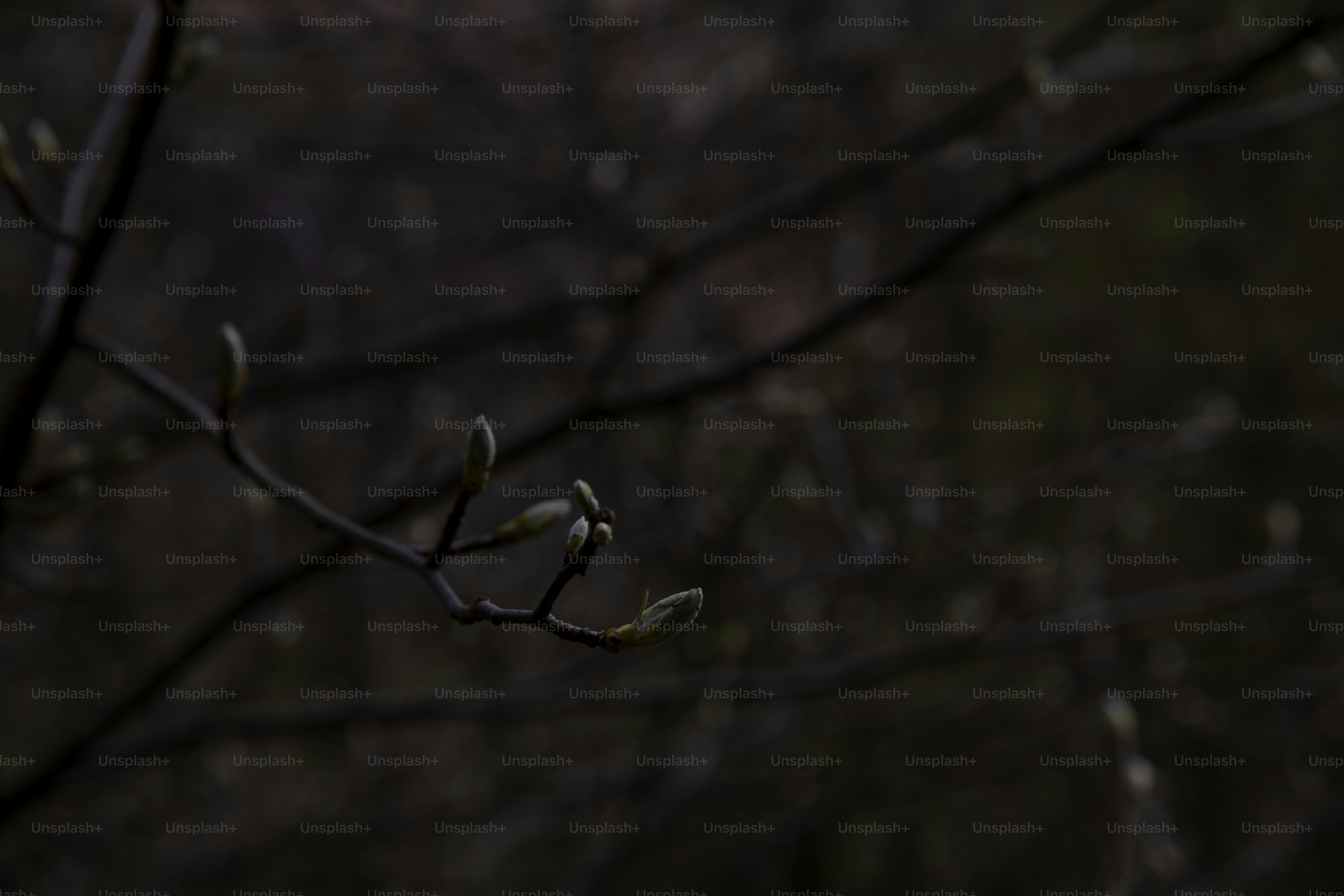 A bird perched on a branch of a tree