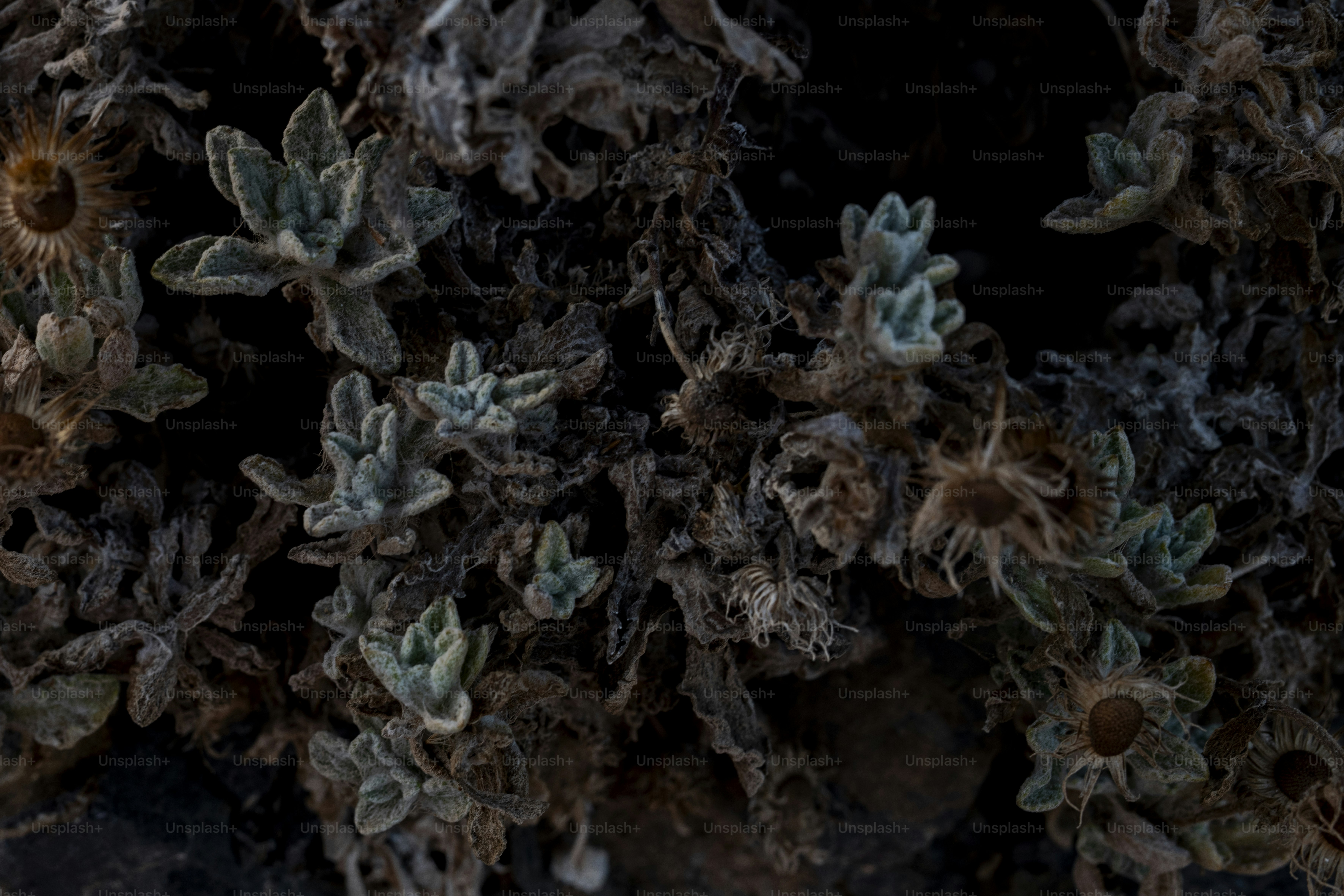 A bunch of plants that are growing out of the ground