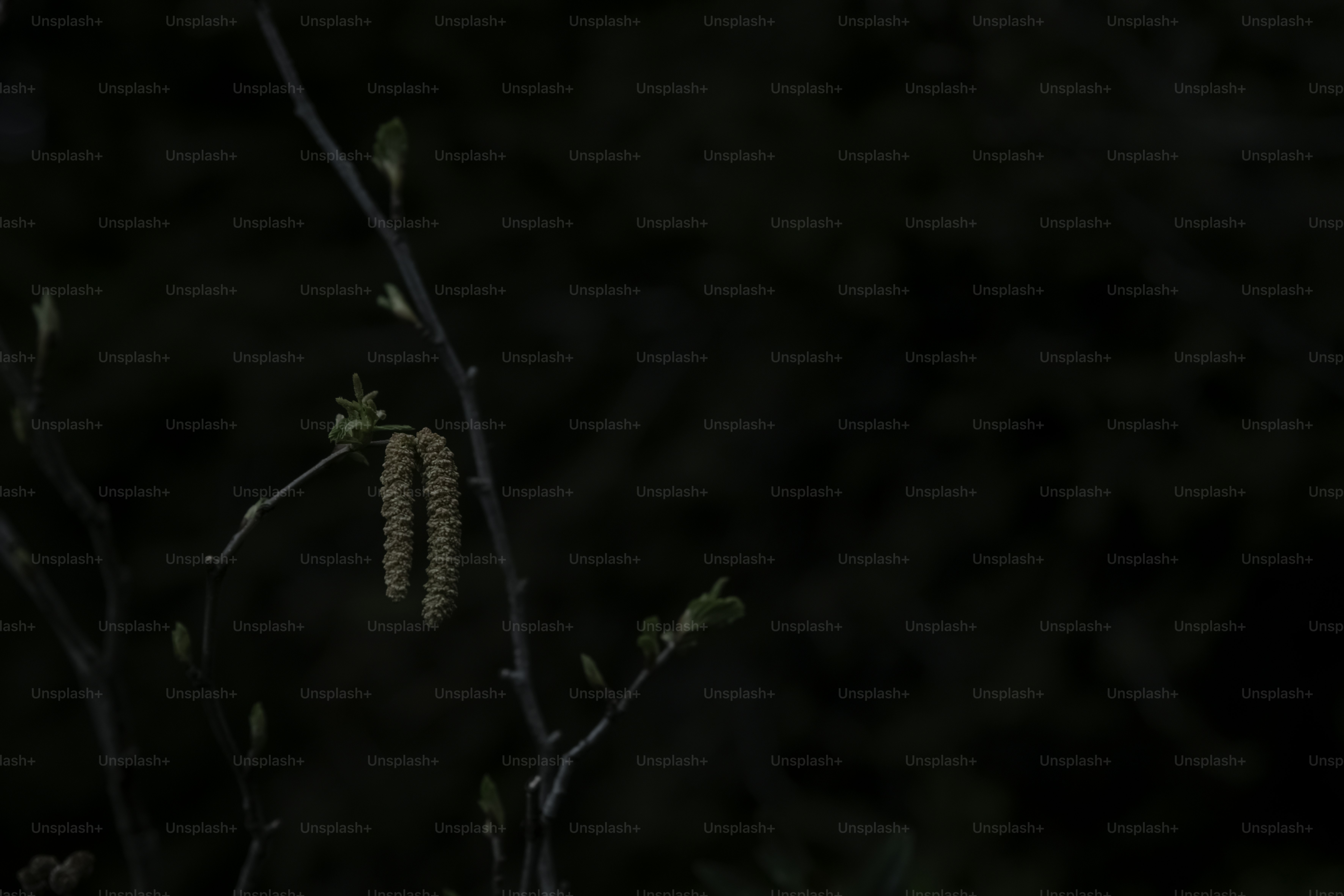 Un oiseau perché sur une branche d’arbre la nuit