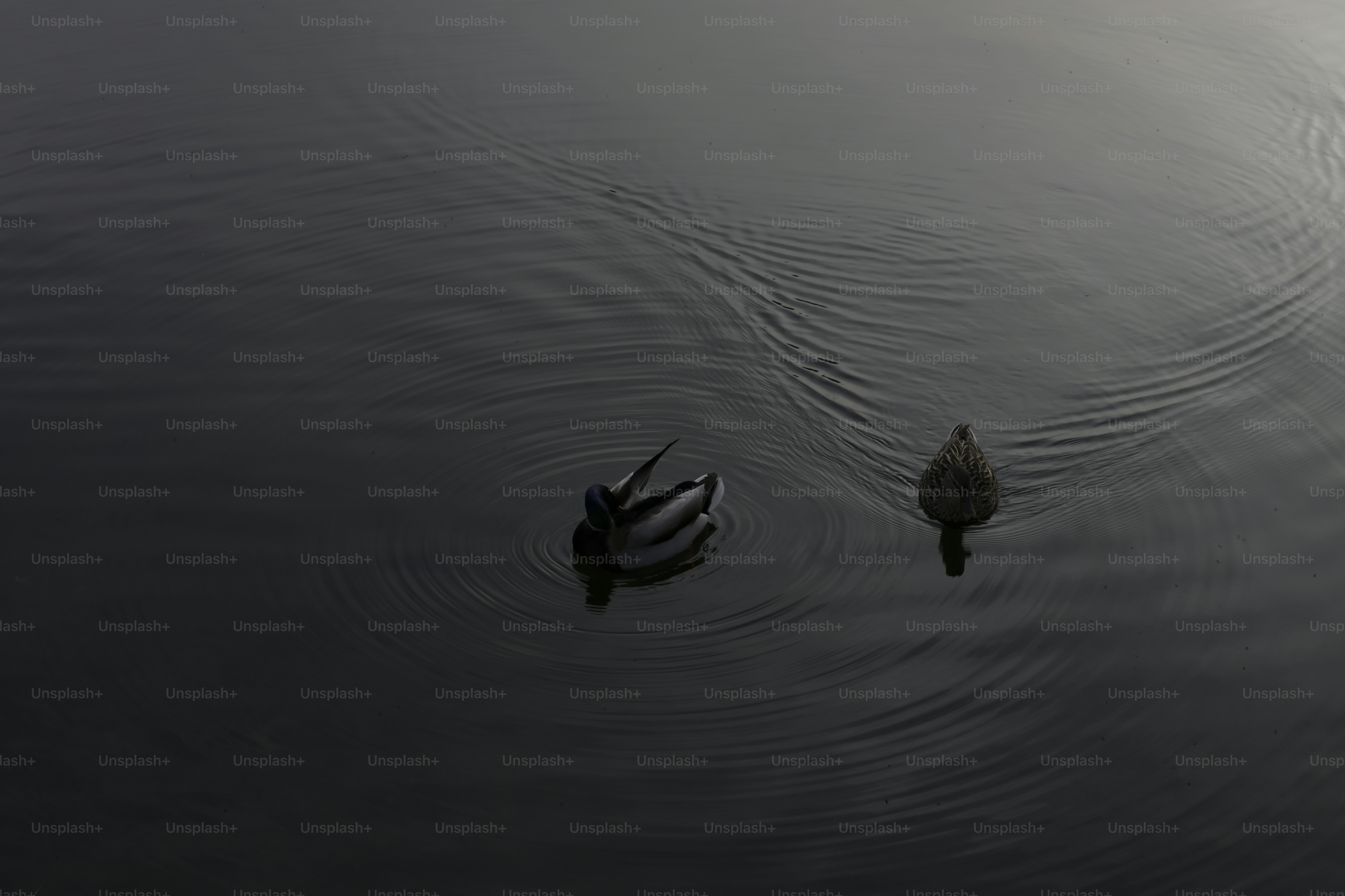 A couple of ducks floating on top of a lake