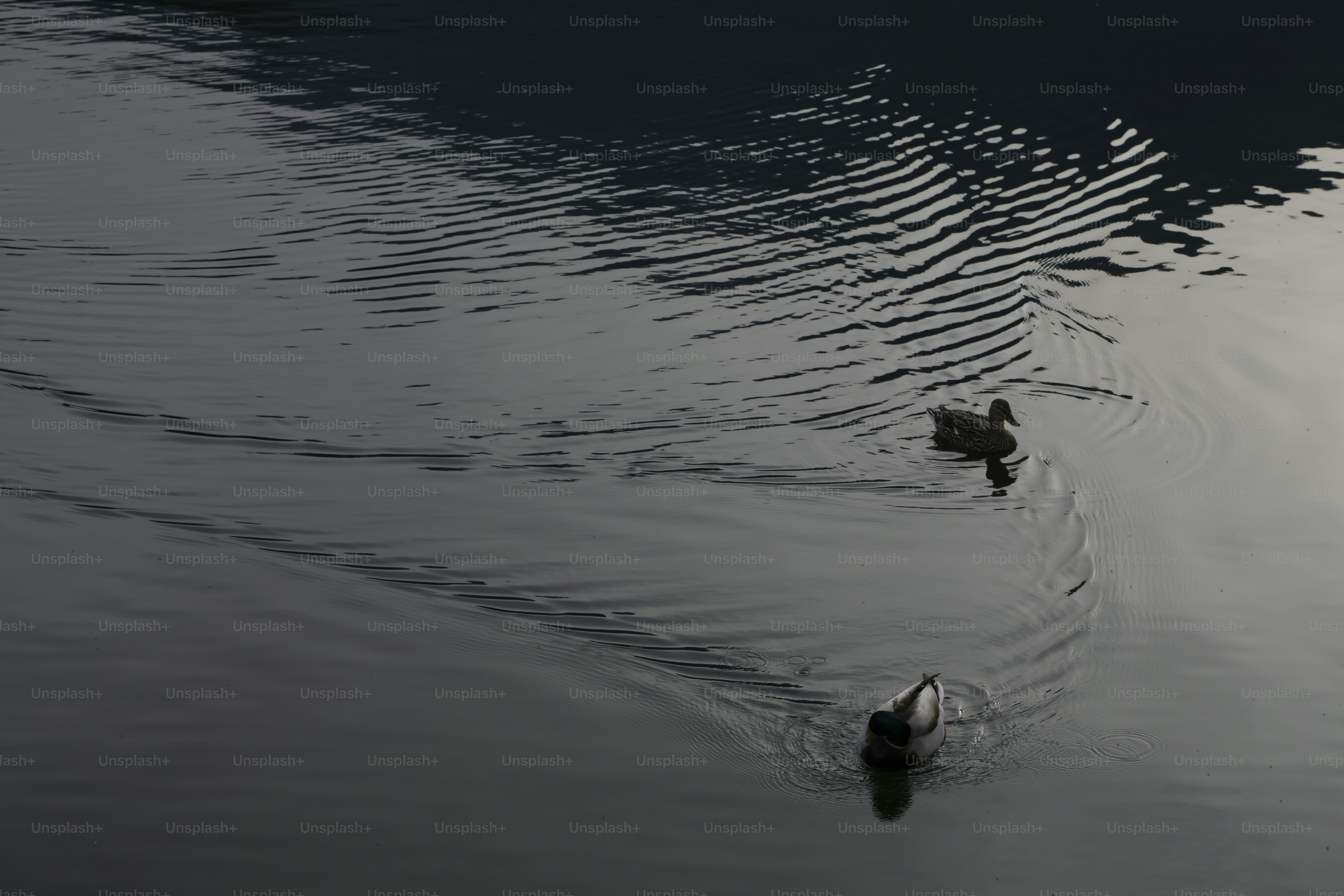 A couple of ducks floating on top of a lake