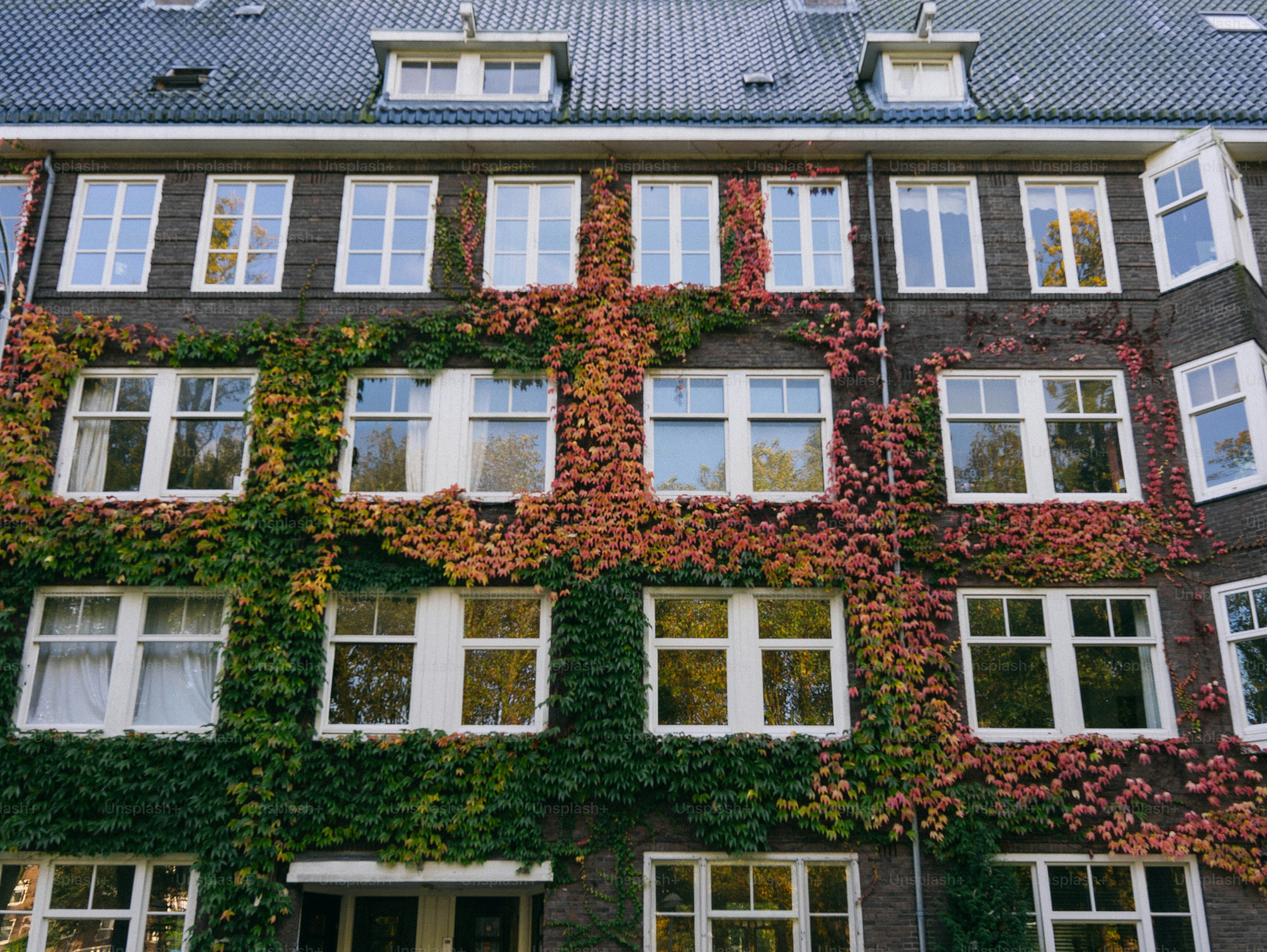 Un edificio alto con muchas ventanas cubiertas de enredaderas