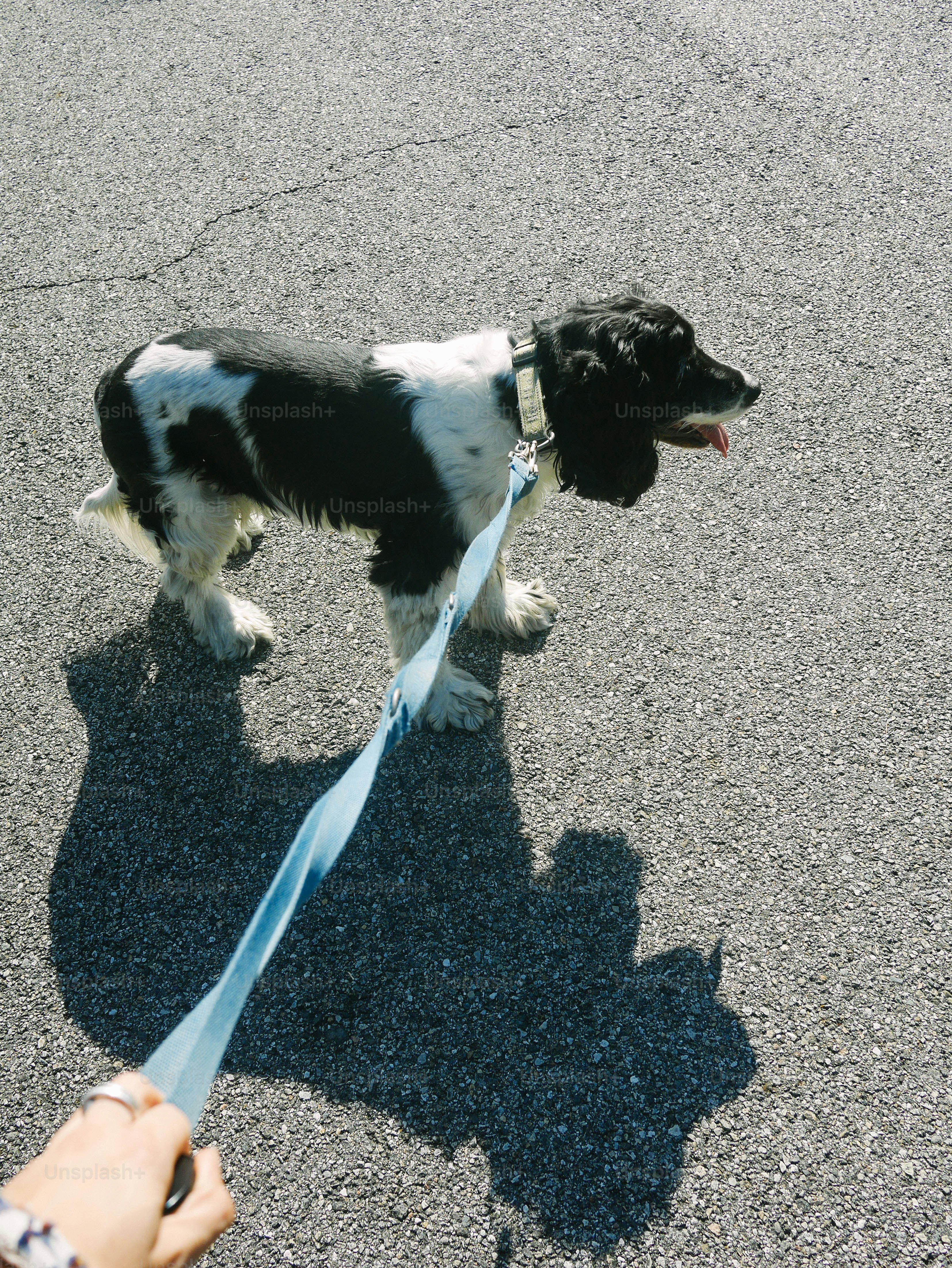 Ein kleiner schwarz-weißer Hund an der Leine
