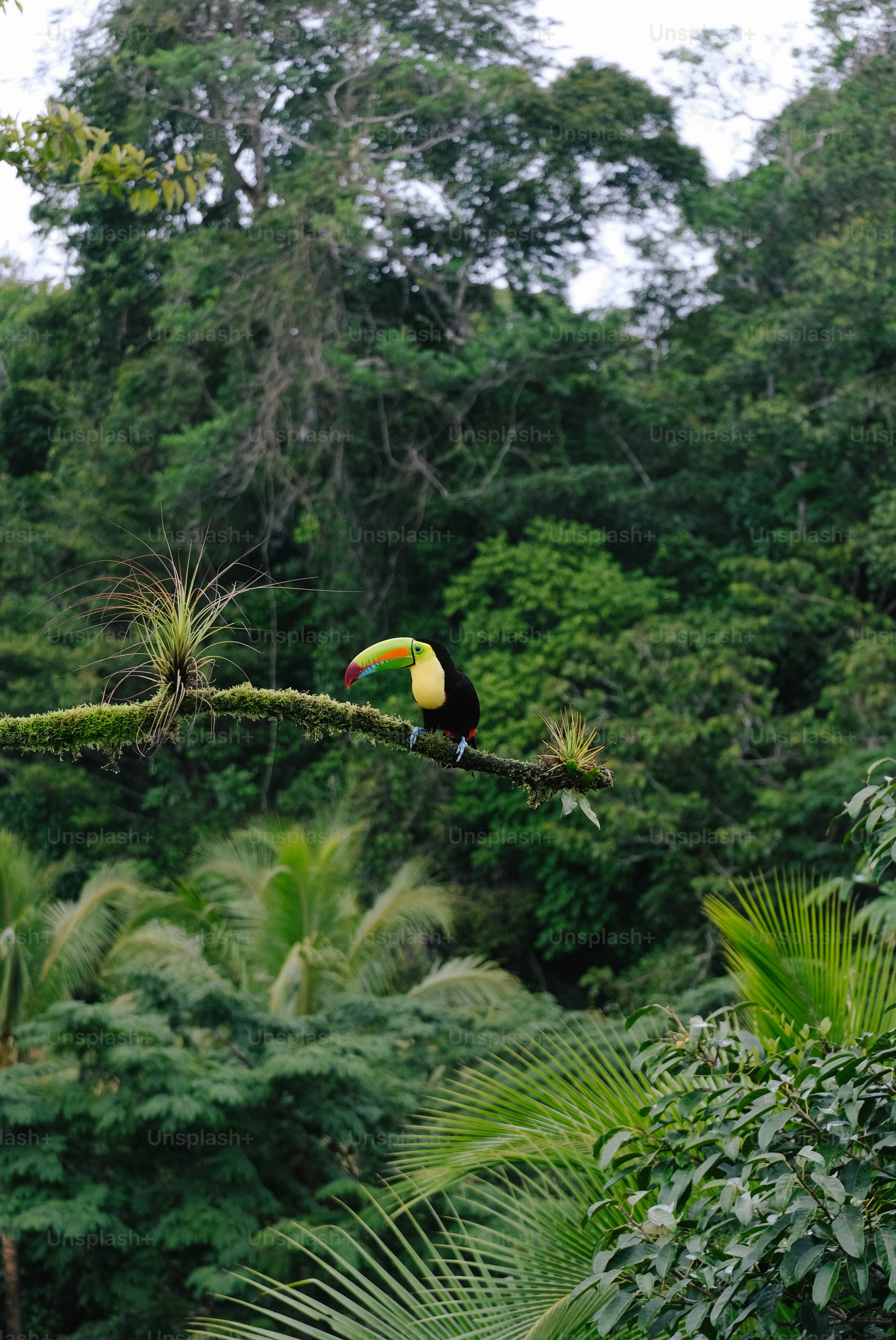 A toucan sitting on a branch in a forest