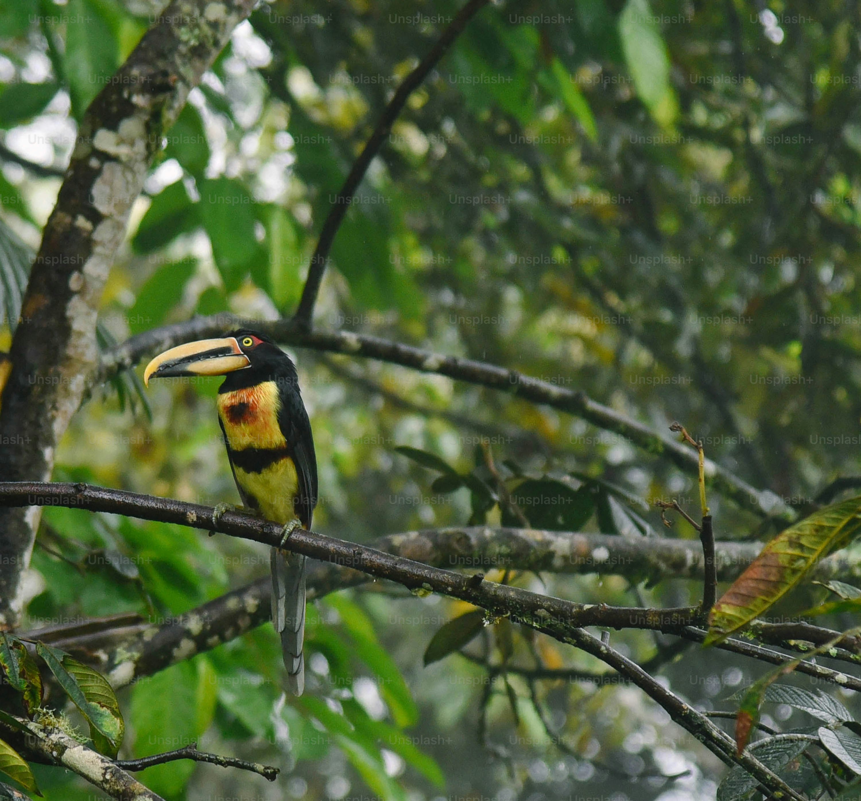 A yellow and black bird sitting on top of a tree branch