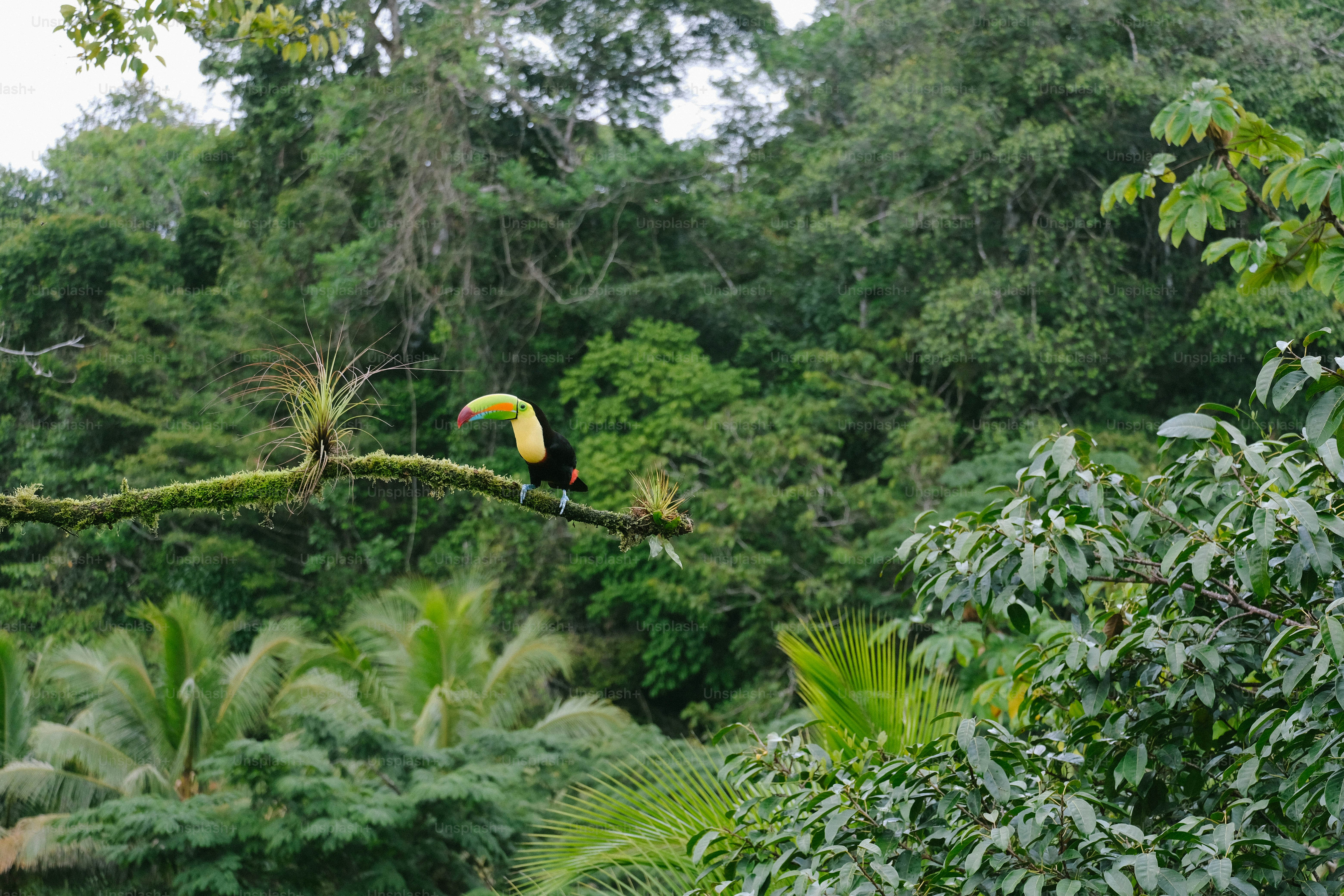 A bird perched on a tree branch in a forest