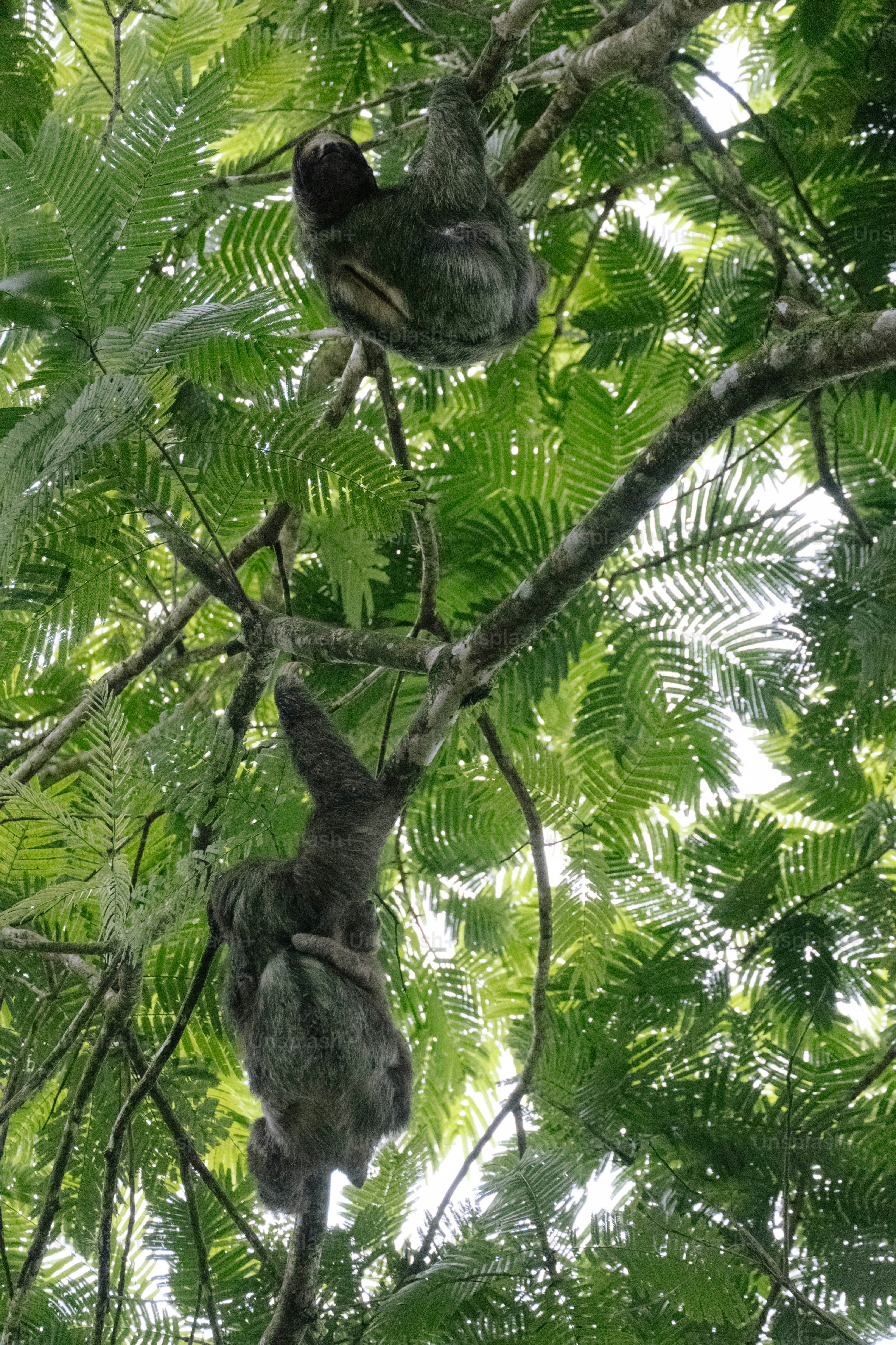 A couple of birds hanging from a tree