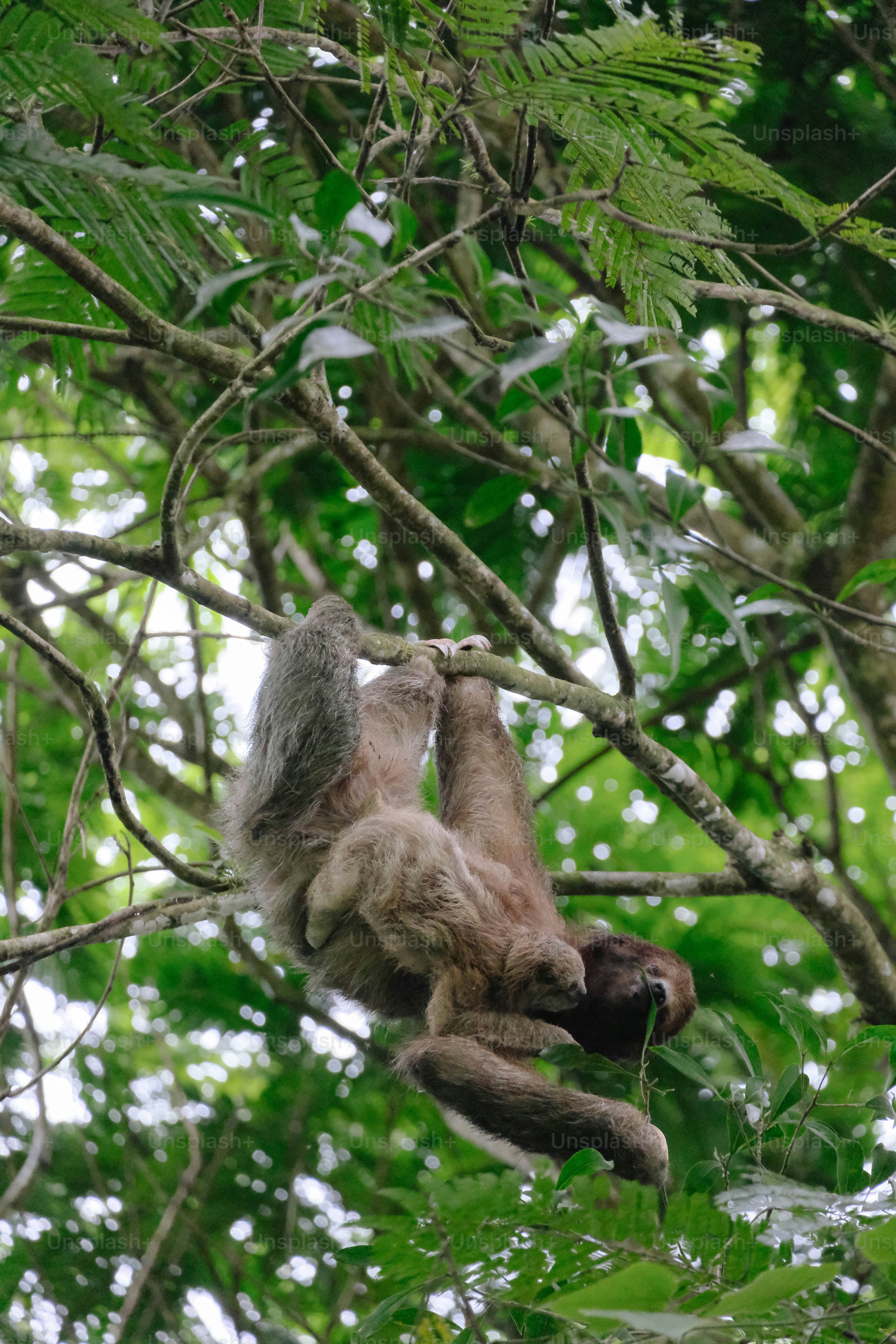 A sloth hanging from a tree branch in a forest