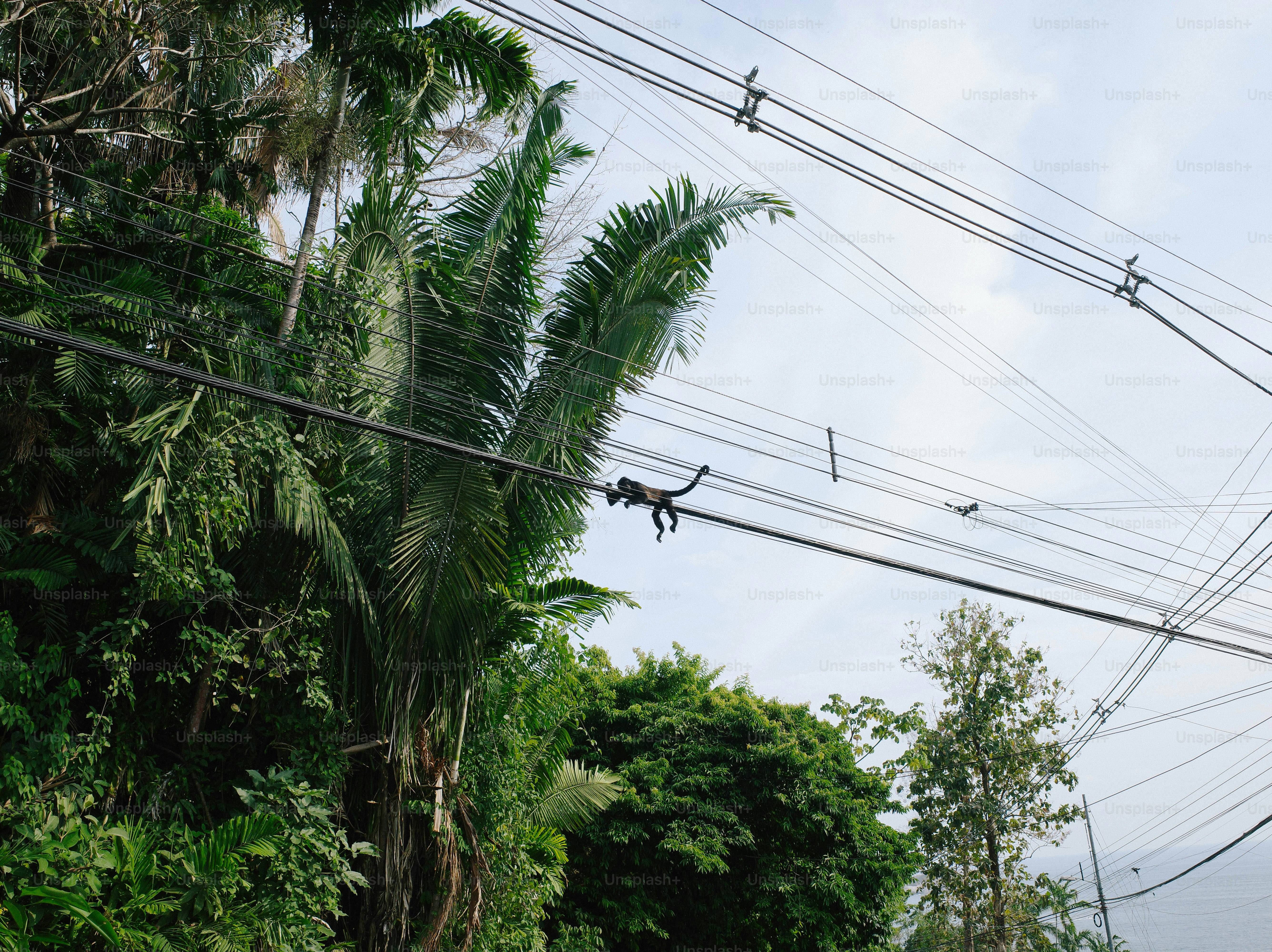 A man riding a skateboard down a street next to power lines