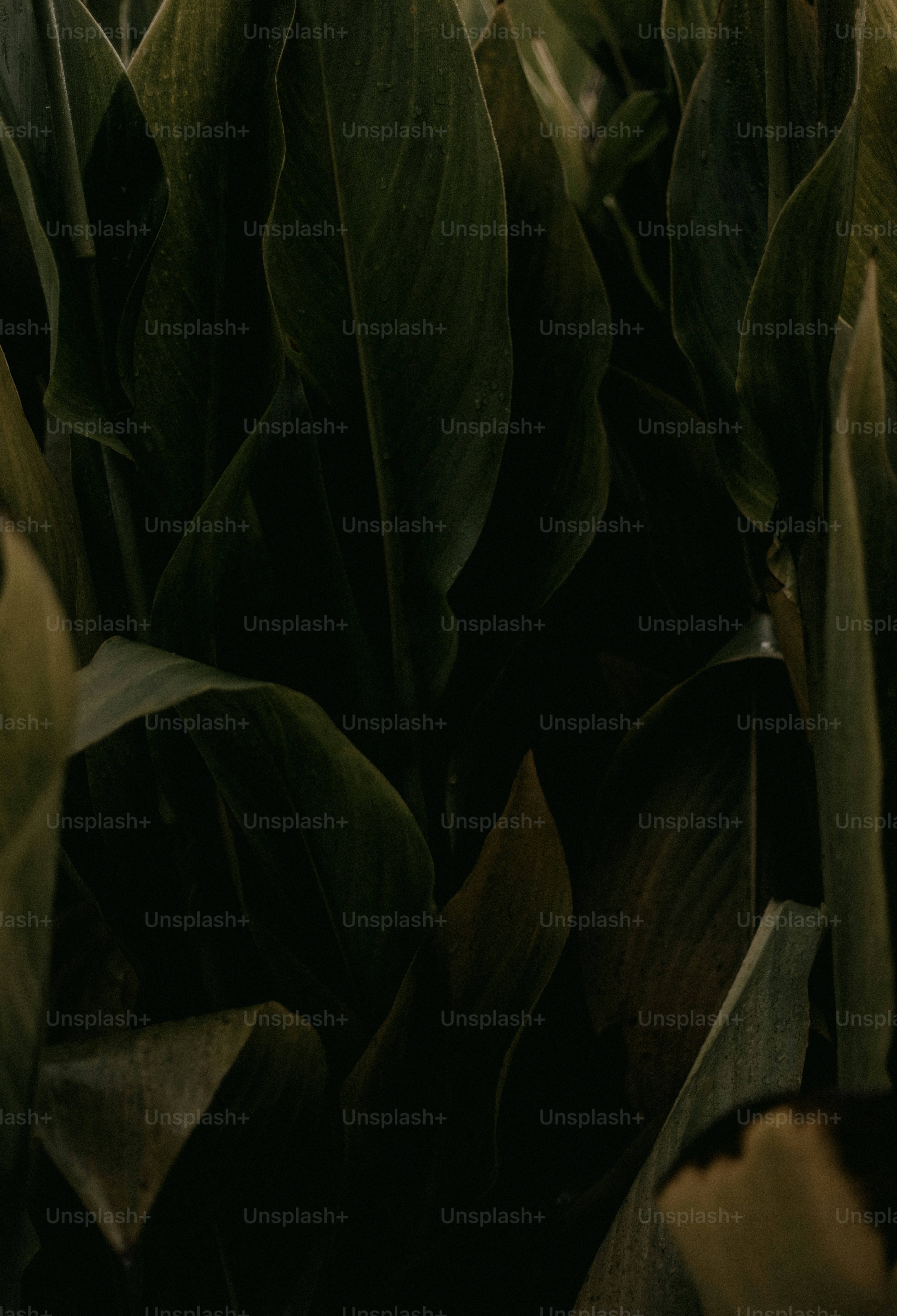 A close up of a bunch of green leaves